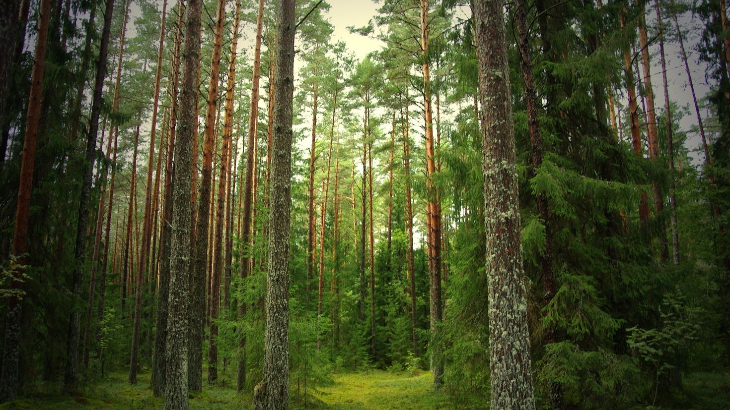 Фото хвойного леса в хорошем качестве