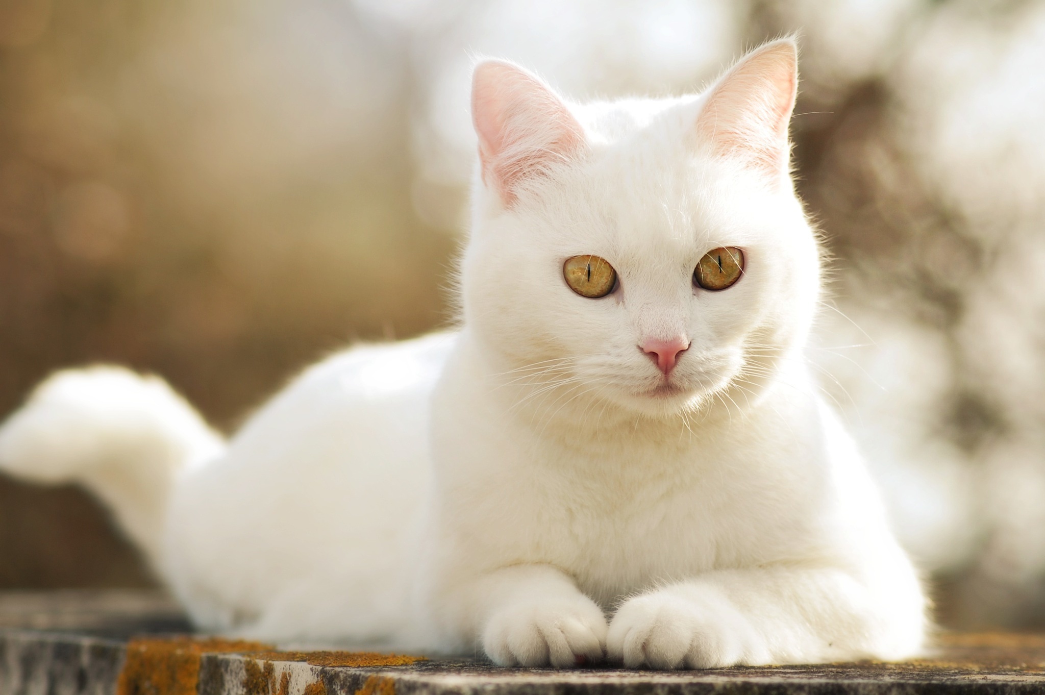 Белая кошка као мани
