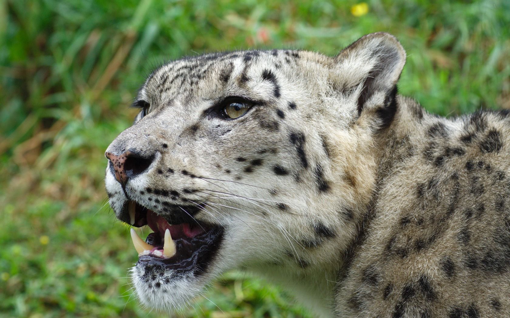 75319 Hintergrundbild herunterladen tiere, schneeleopard, schnauze, raubtier, predator, irbis - Bildschirmschoner und Bilder kostenlos