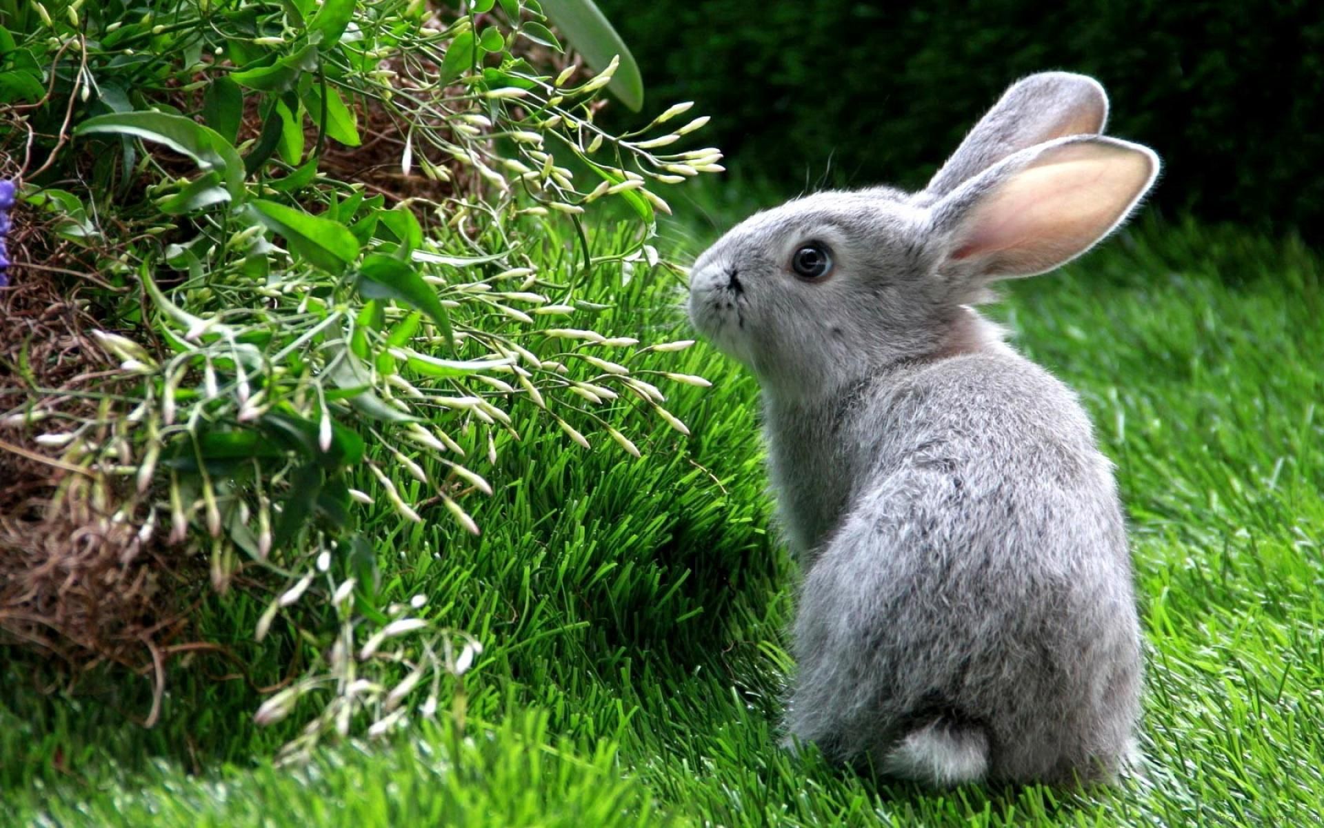 71611 Bild herunterladen tiere, grass, kaninchen, steigen, klettern, hase - Hintergrundbilder und Bildschirmschoner kostenlos