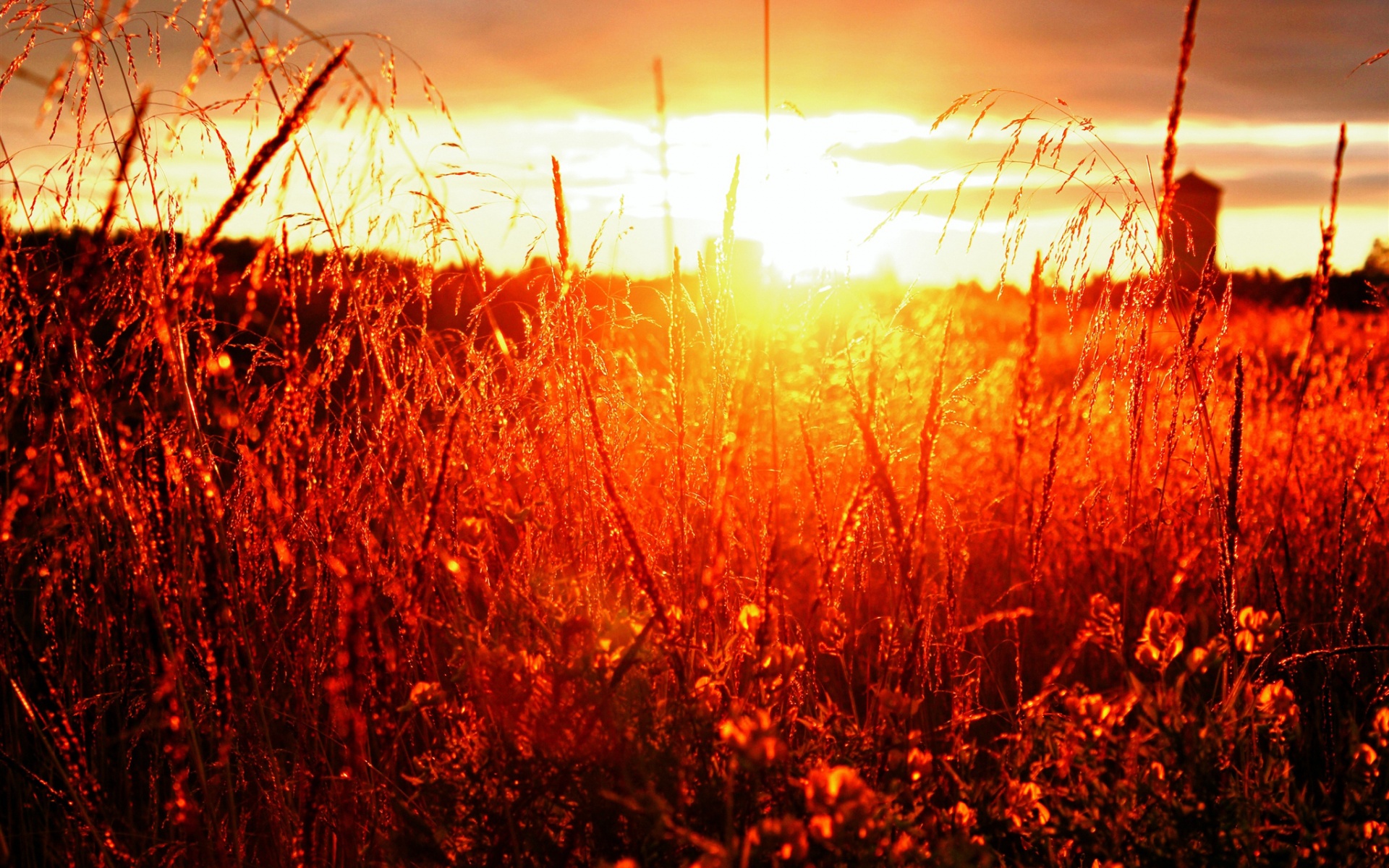 Багряная лета. Закат в поле. Рыжий закат. Красный закат в поле. Рассвет в поле.