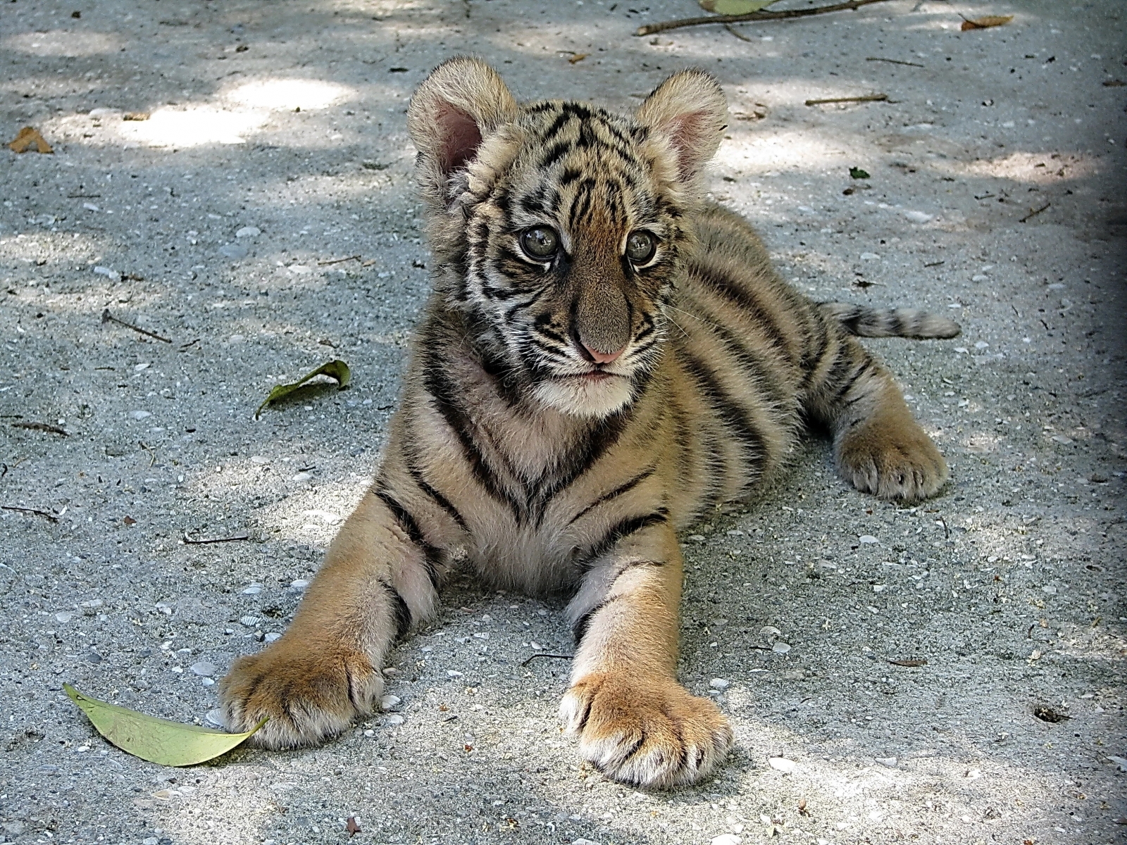6969 Bild herunterladen tiere, tigers - Hintergrundbilder und Bildschirmschoner kostenlos