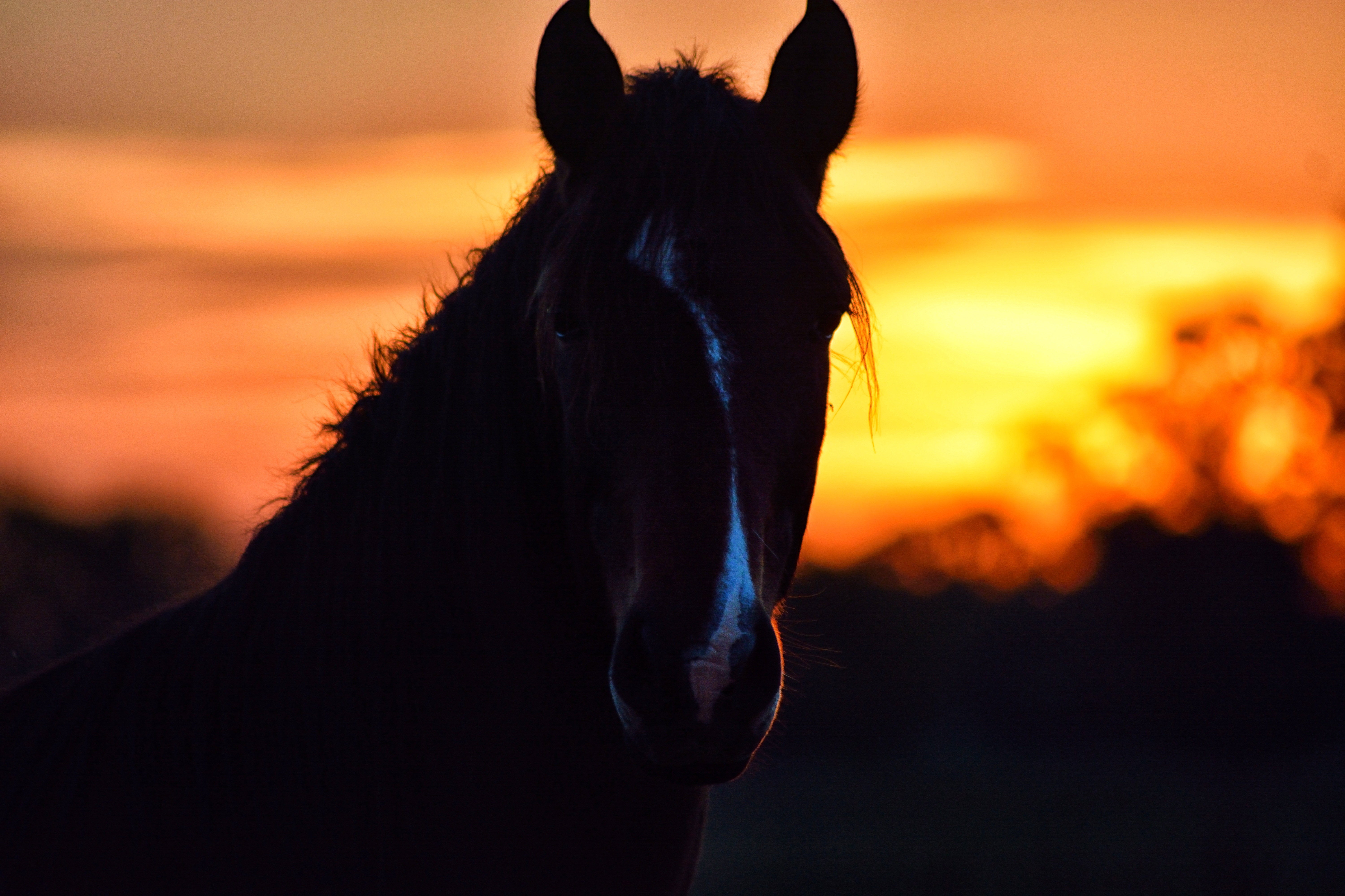 sunset, dark, silhouette, ears, mane, horse