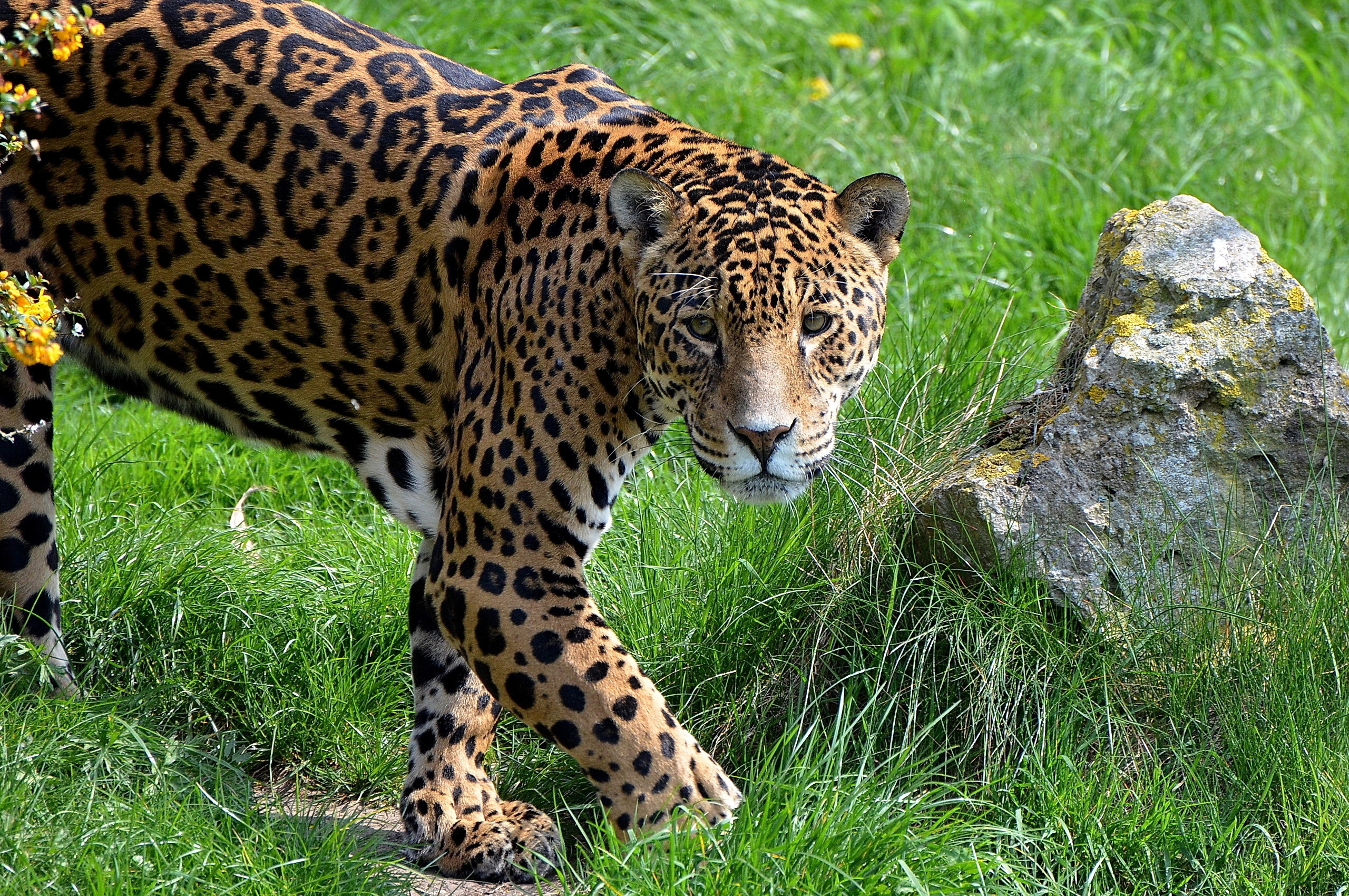 grass, animals, jaguar, rock, predator, stone Full HD