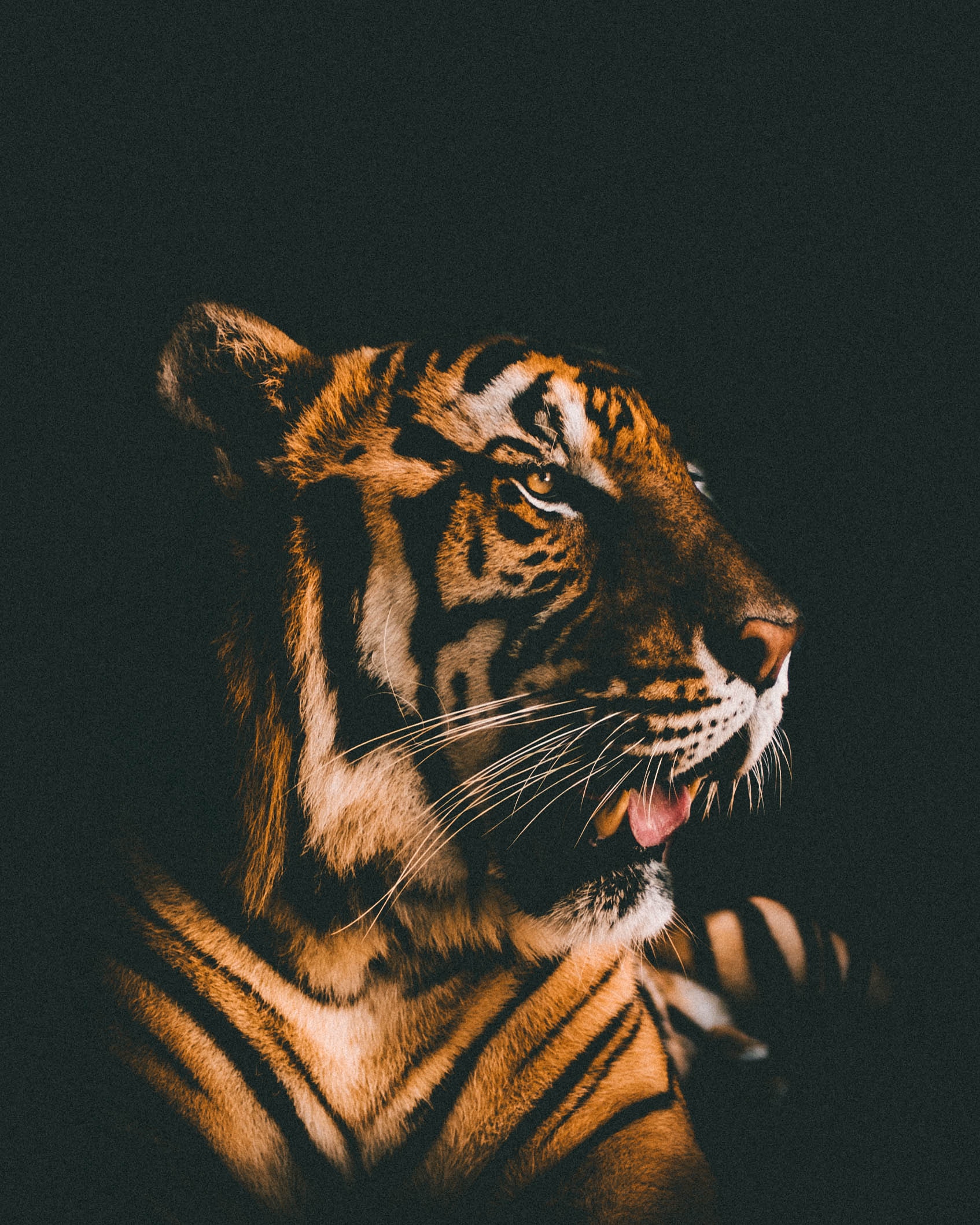 opinion, predator, tiger, animals HD Mobile