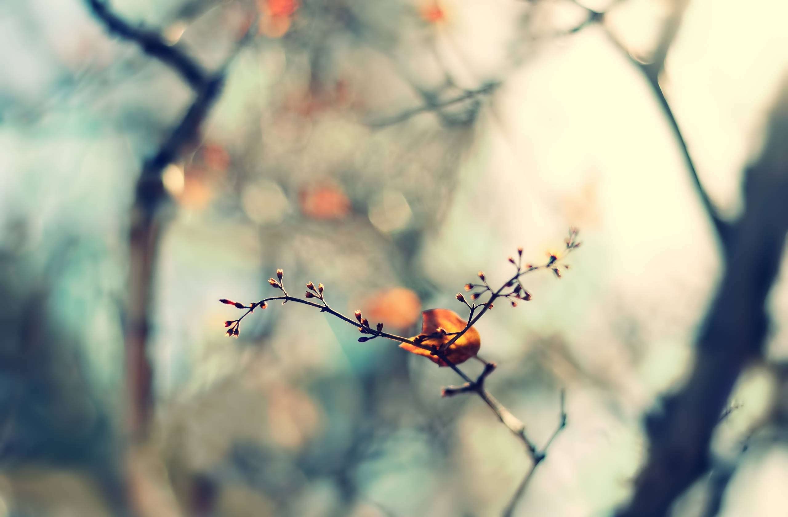 stains, glare, branch, spots, macro, form High Definition image