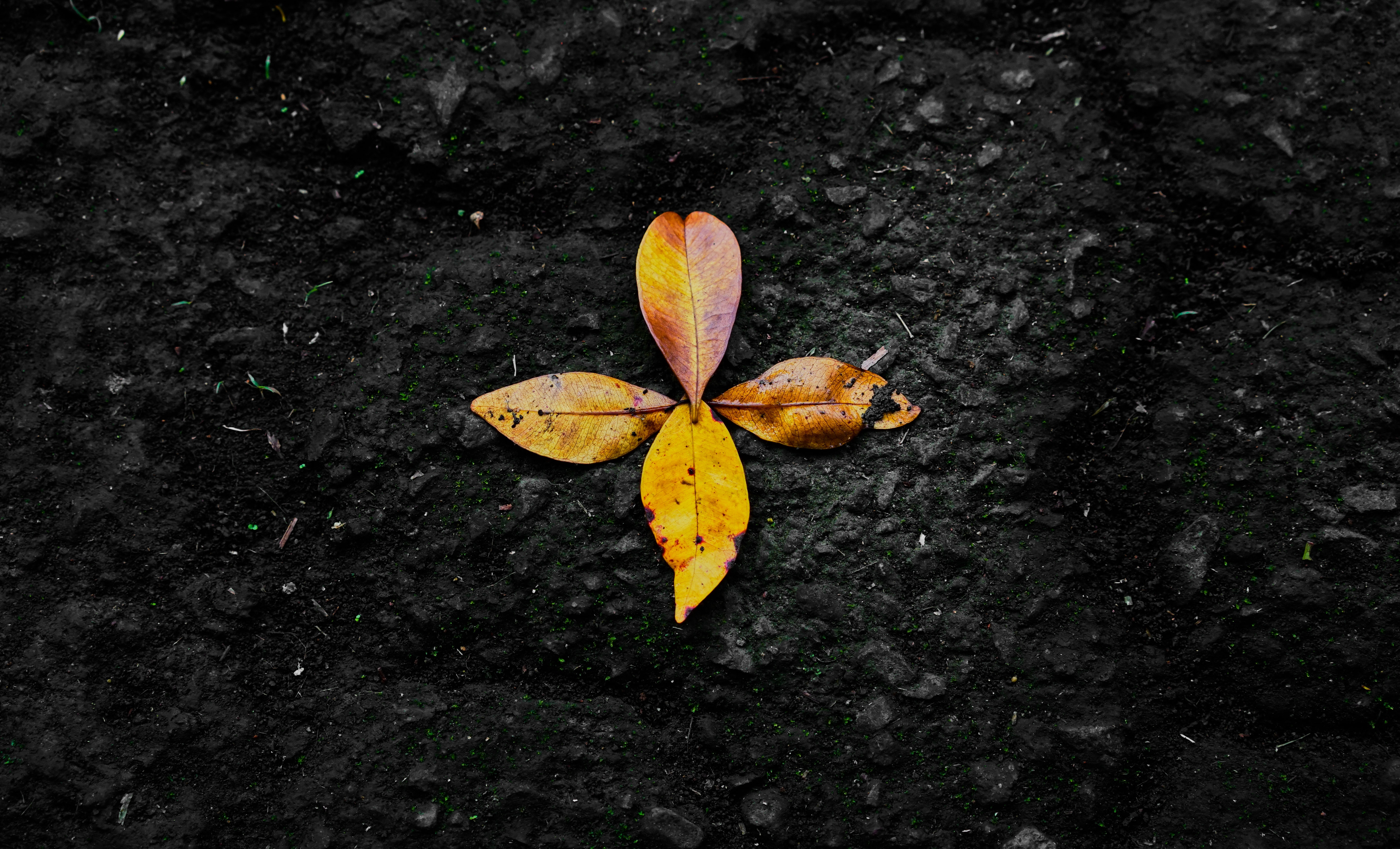 114186 free download Yellow wallpapers for phone, nature, leaves, fallen, autumn Yellow images and screensavers for mobile