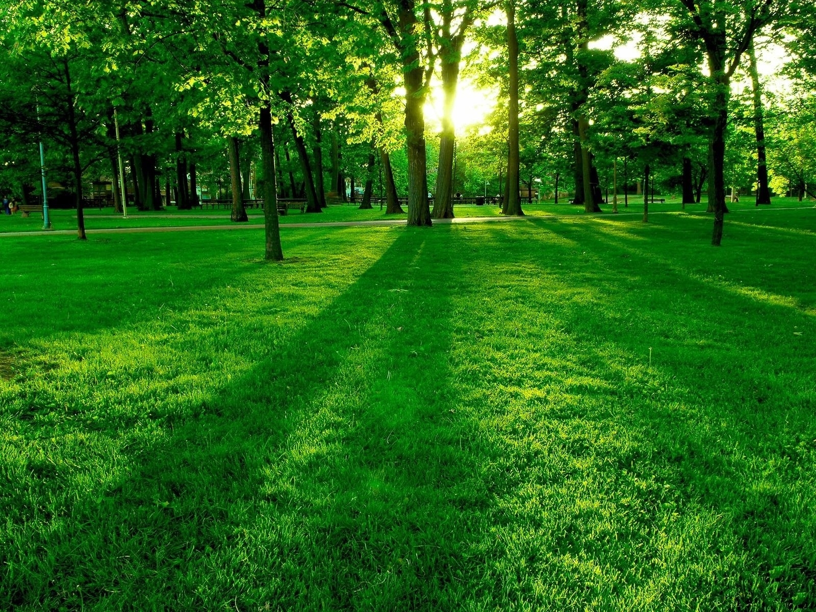 3247 скачать обои зеленые, деревья, пейзаж, трава, солнце - заставки и картинки бесплатно