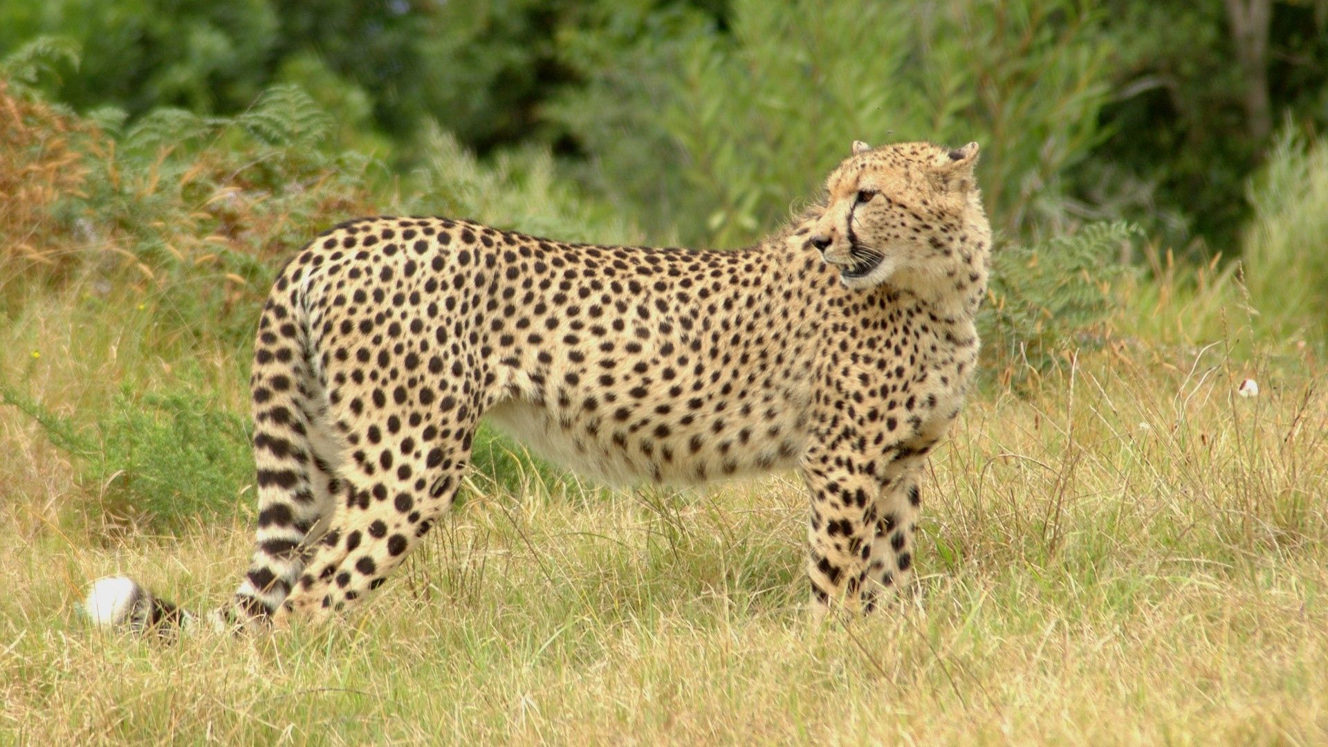 Desktop Backgrounds Spotted big cat, cheetah, animals, spotty