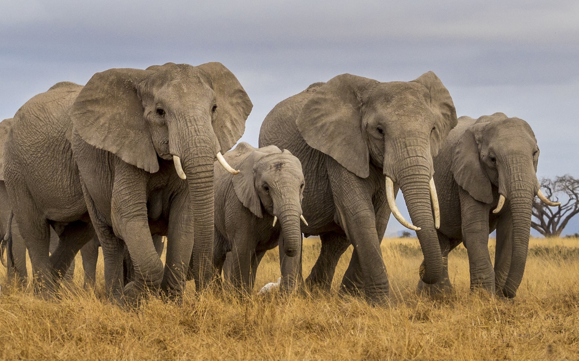 Африканский слон семья