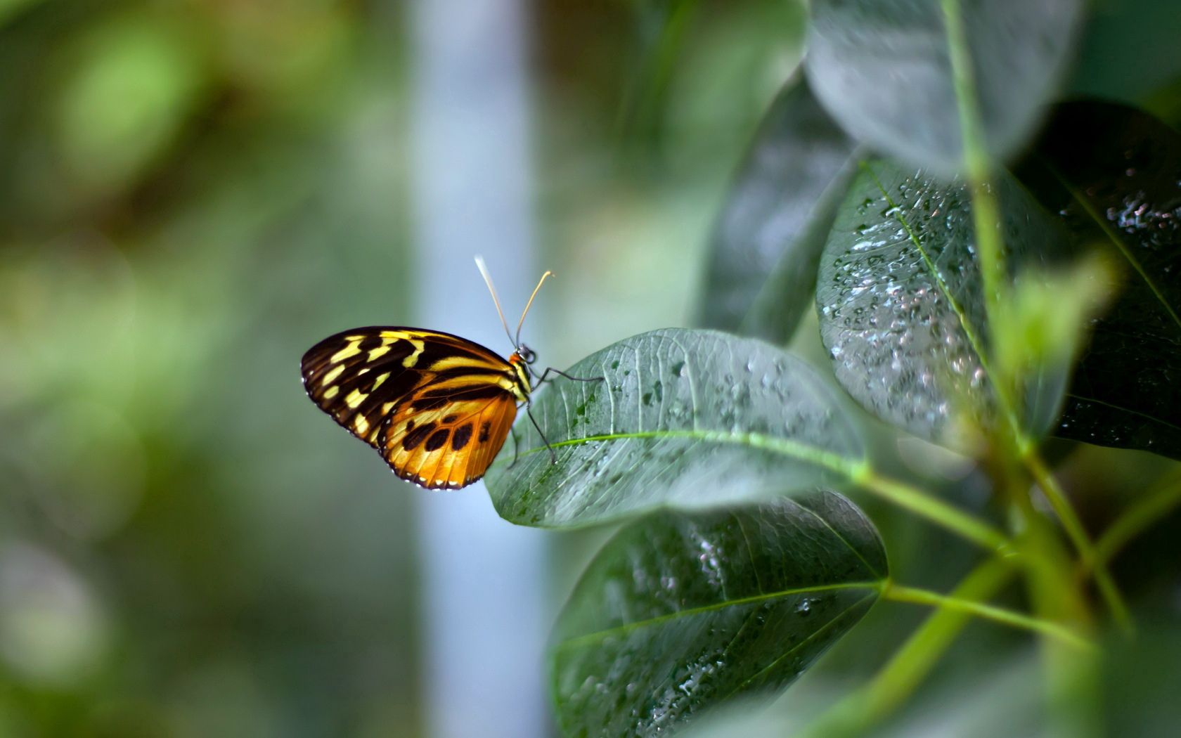 Laden Sie das Tiere, Hintergrund, Pflanze, Blatt, Schmetterling-Bild kostenlos auf Ihren PC-Desktop herunter