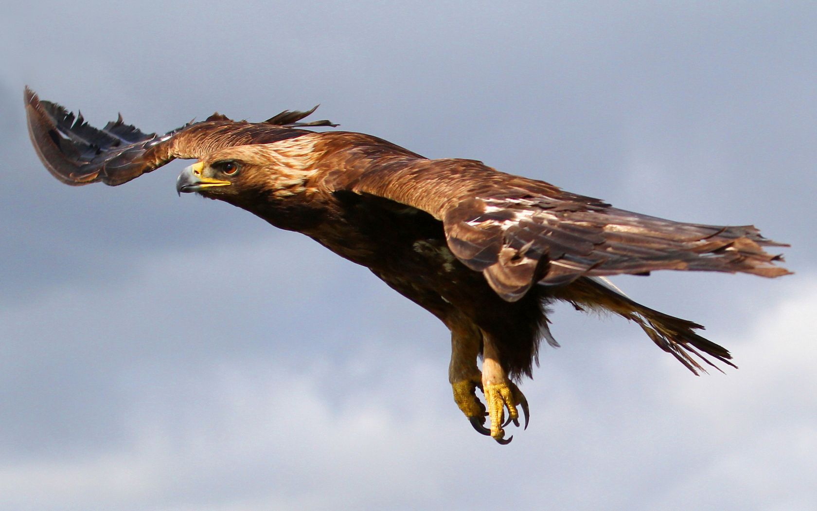 predator, animals, sky, bird, flight, eagle Full HD