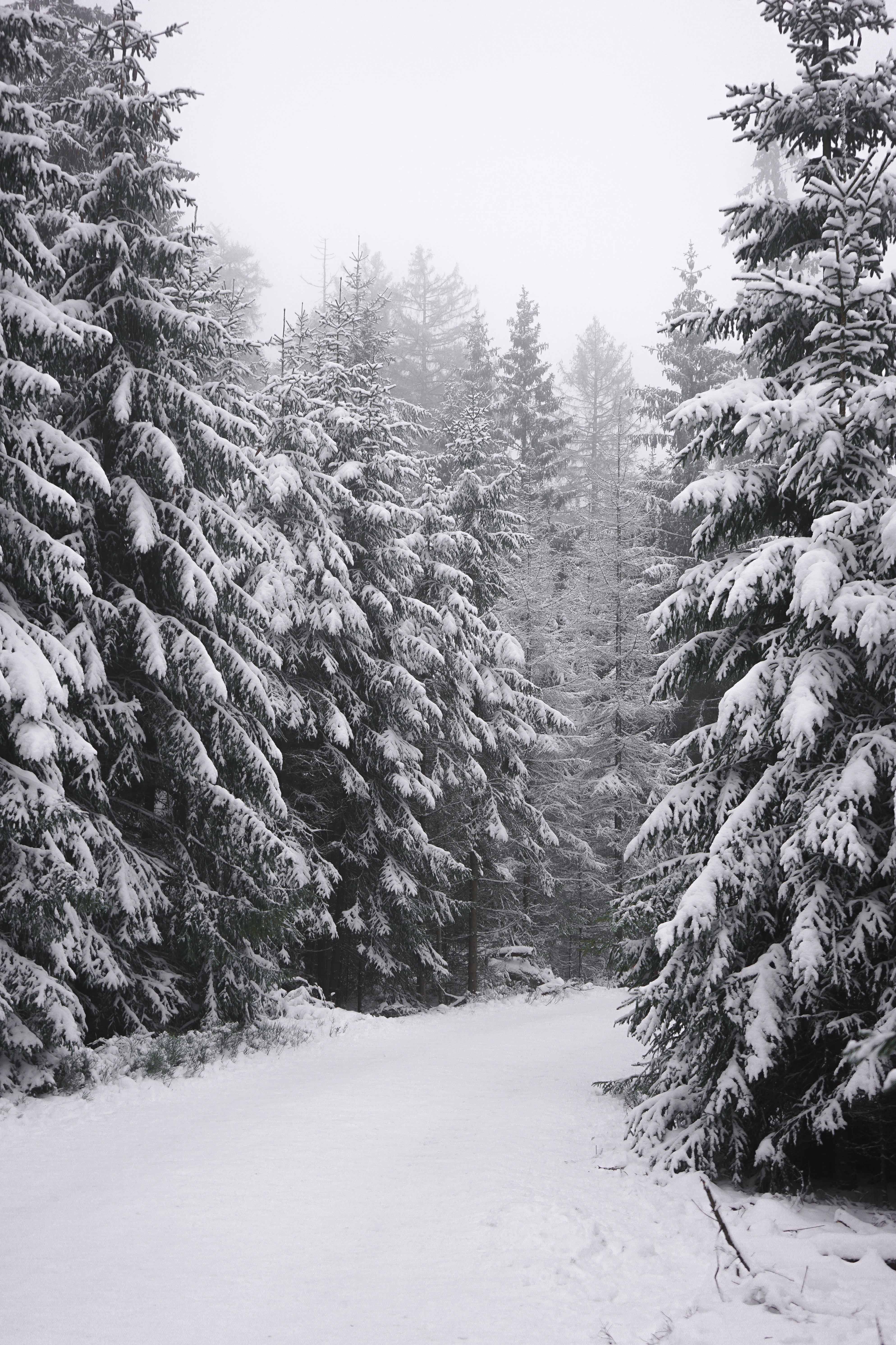 winter, nature, trees, snow, fir-trees, white 4K Ultra