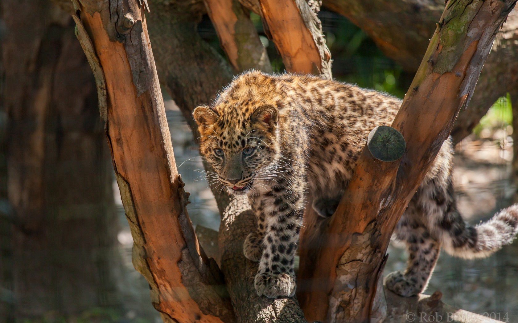 Download mobile wallpaper Animals, Wood, Young, Leopard, Tree, Predator, Stains, Spots, Wild Cat, Wildcat, Joey for free.