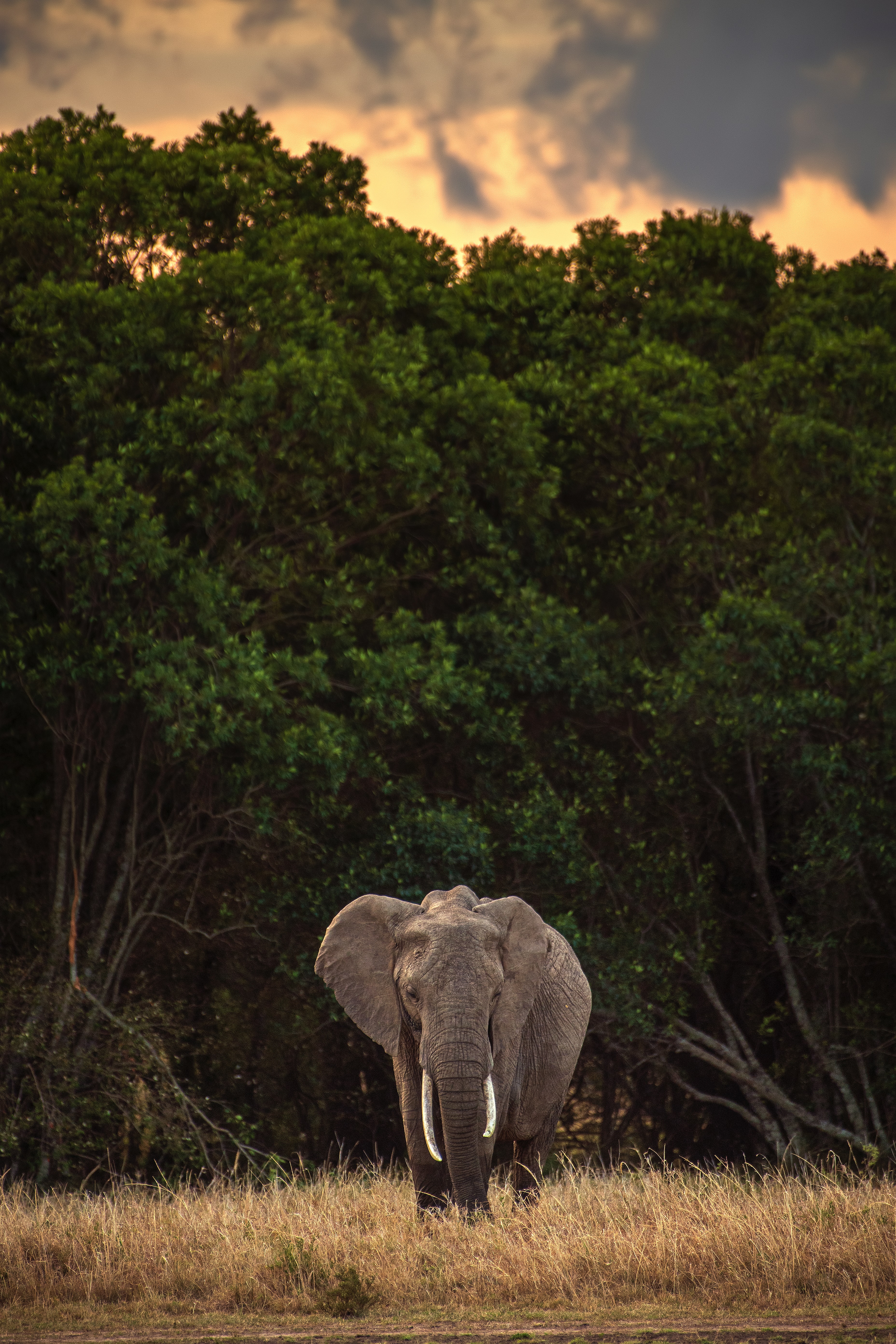 82586 Hintergrundbild herunterladen tiere, bäume, safari, tier, elefant, elefanten - Bildschirmschoner und Bilder kostenlos