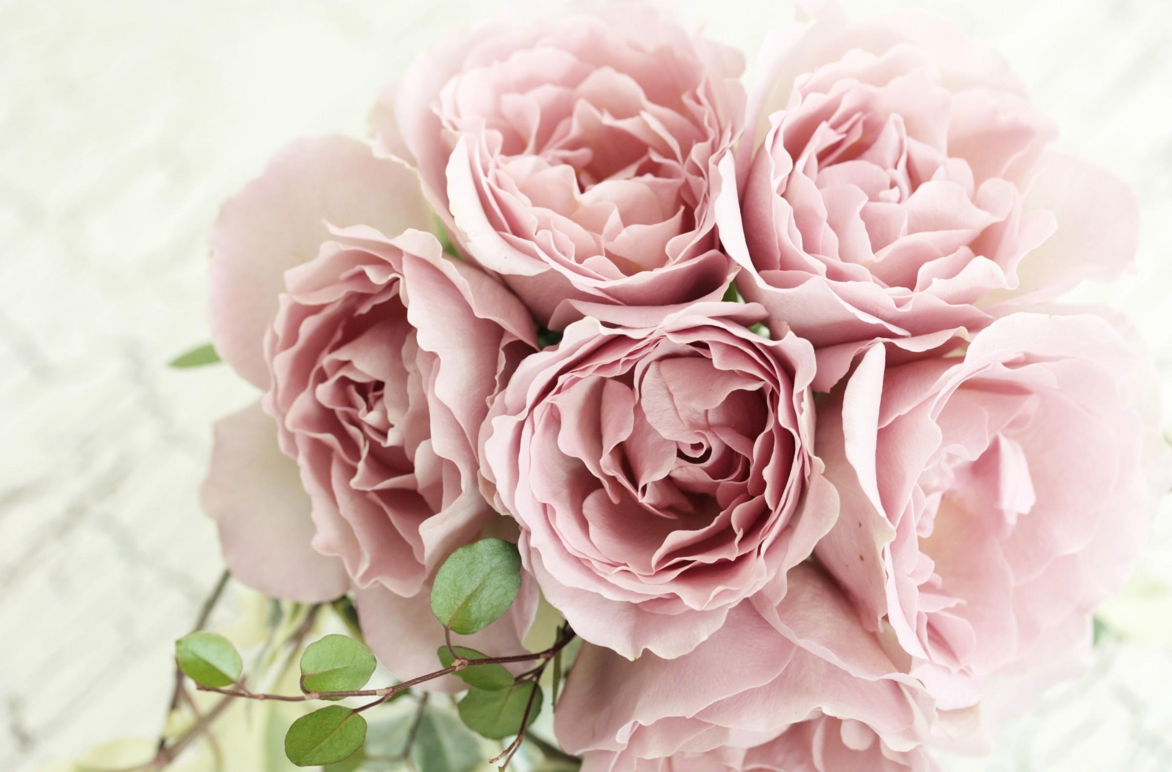 145922 Hintergrundbild herunterladen roses, blumen, ast, zweig, strauß, bouquet, zärtlichkeit - Bildschirmschoner und Bilder kostenlos