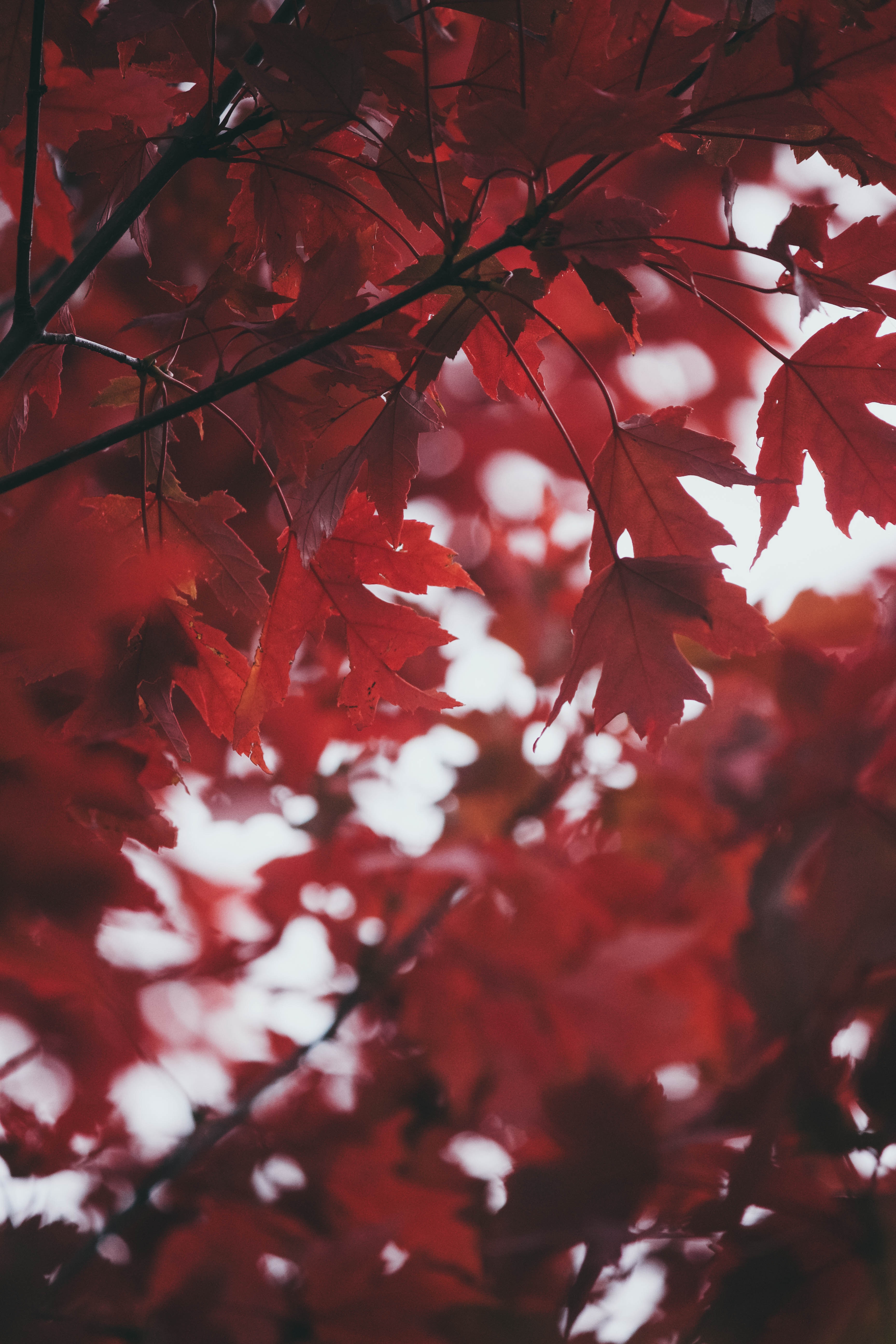 desktop and mobile autumn, nature, smooth, blur