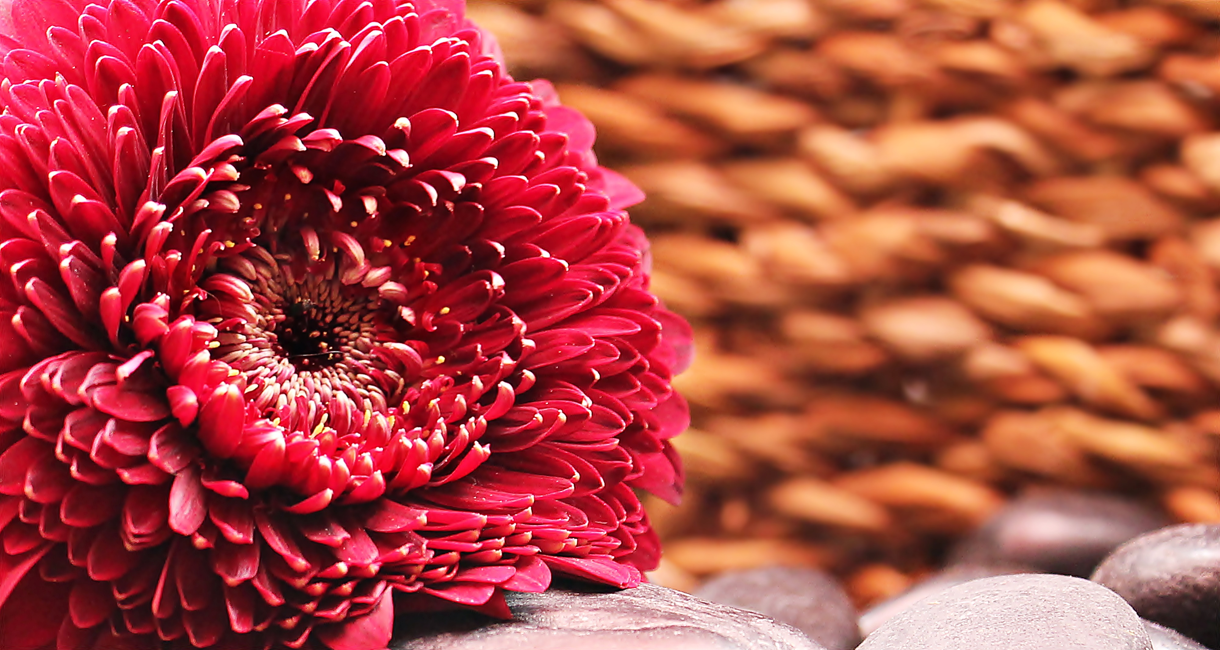 156601 download wallpaper flowers, flower, petals, bud, gerbera screensavers and pictures for free