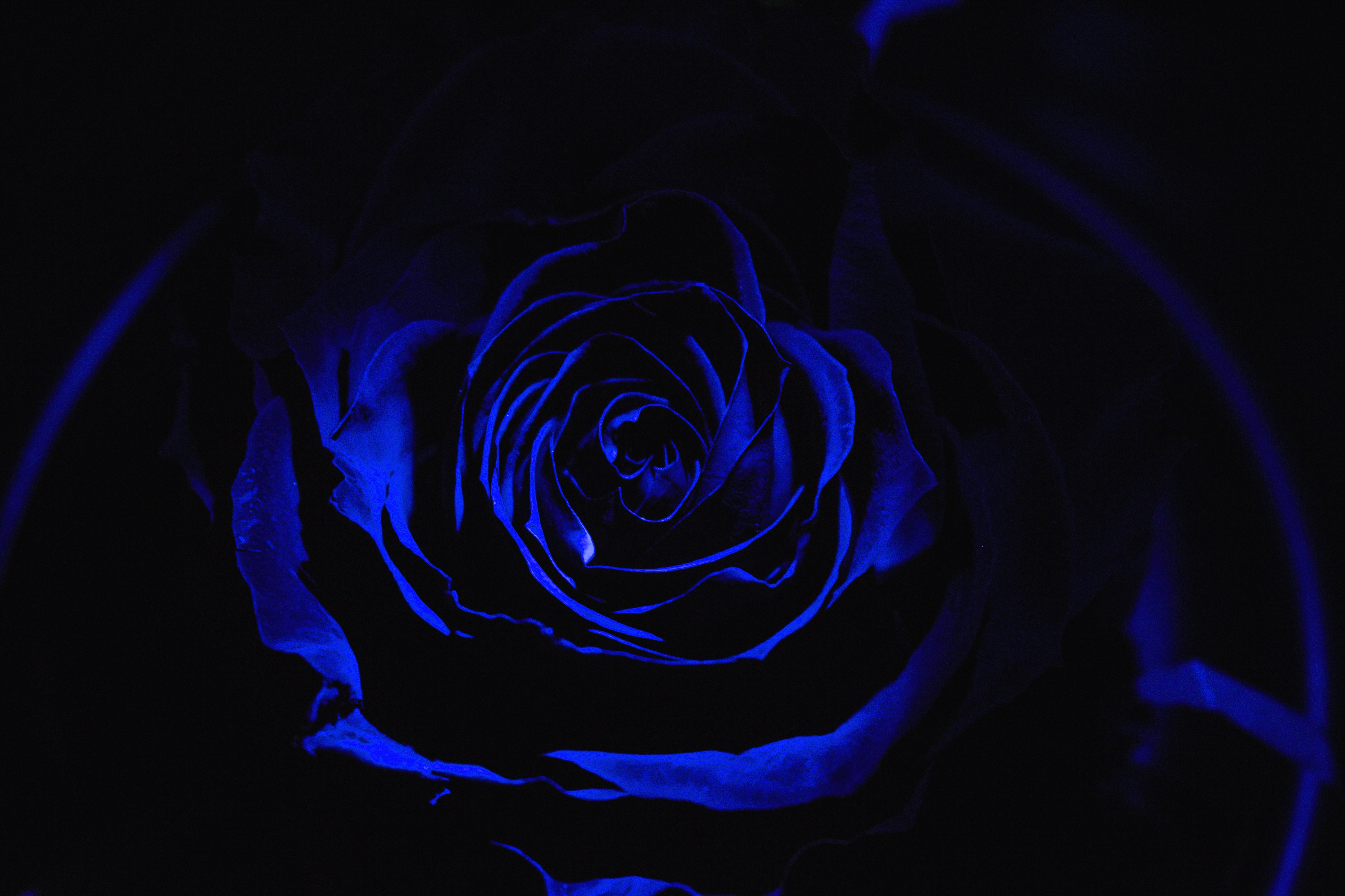 Download mobile wallpaper Rose Flower, Dark, Rose, Flowers, Petals, Bud, Blue Rose for free.