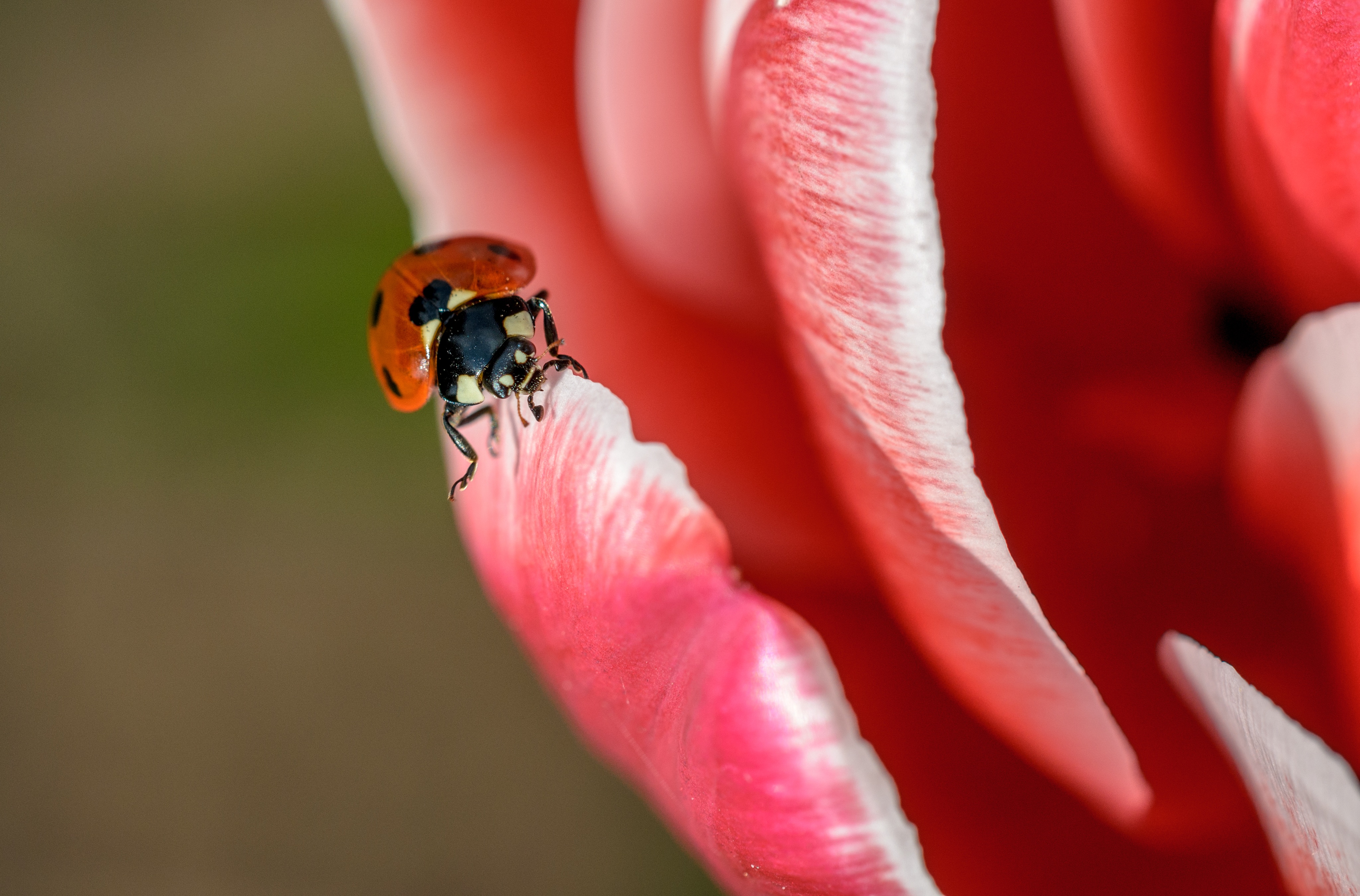 156450 Hintergrundbilder und Ladybird Bilder auf dem Desktop. Laden Sie blütenblätter, marienkäfer, nahaufnahme, insekt Bildschirmschoner kostenlos auf den PC herunter