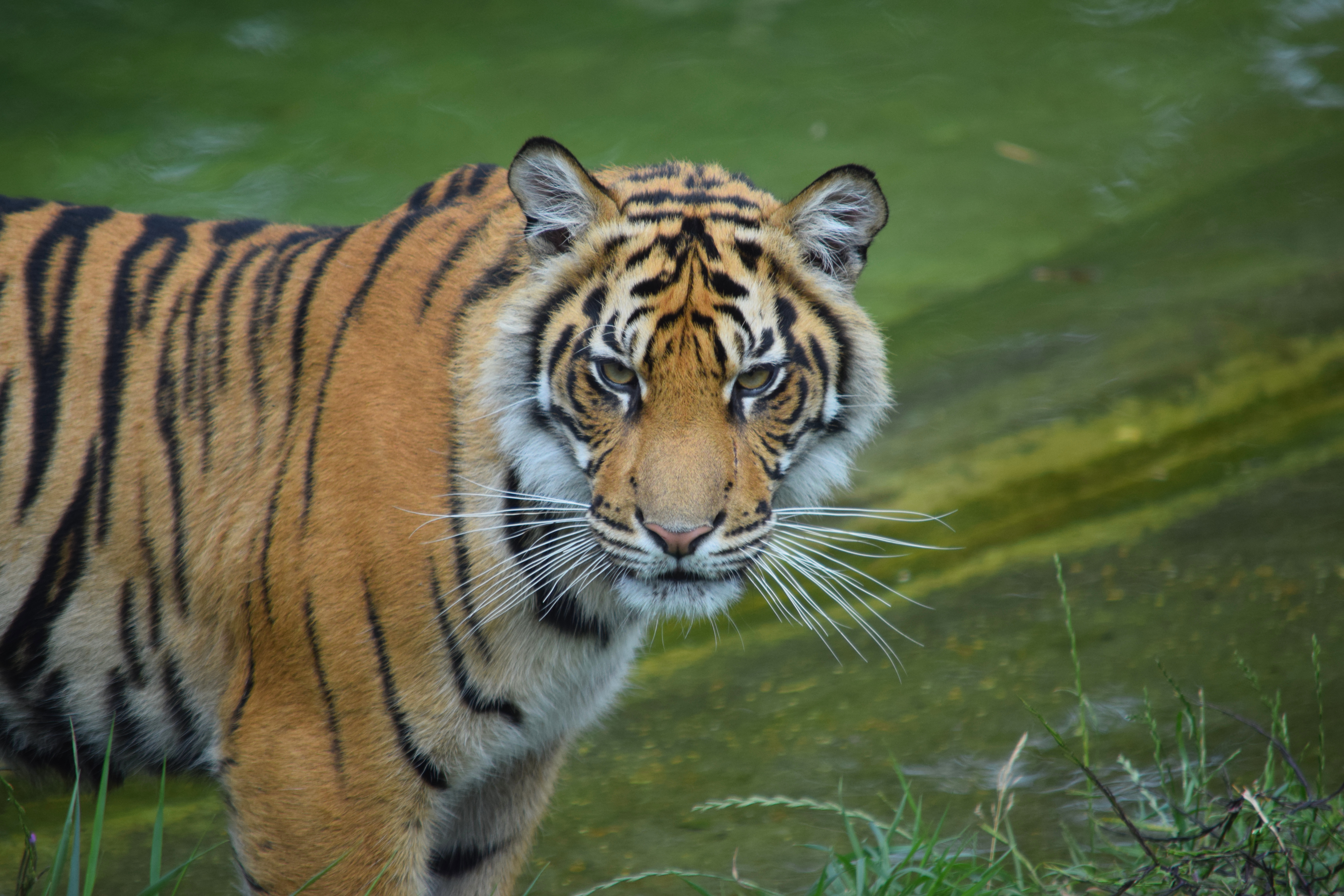 tiger, animals, predator, big cat, sight, opinion, wild phone background