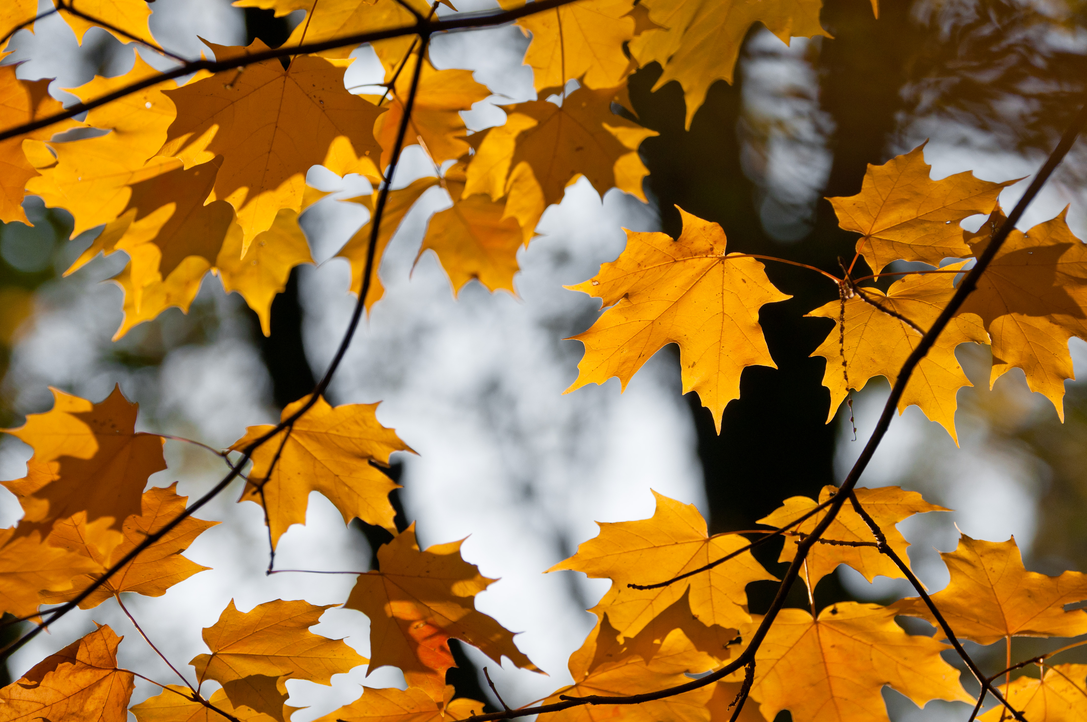 100597 скачать обои природа, осень, листья, ветки, клен - заставки и картинки бесплатно