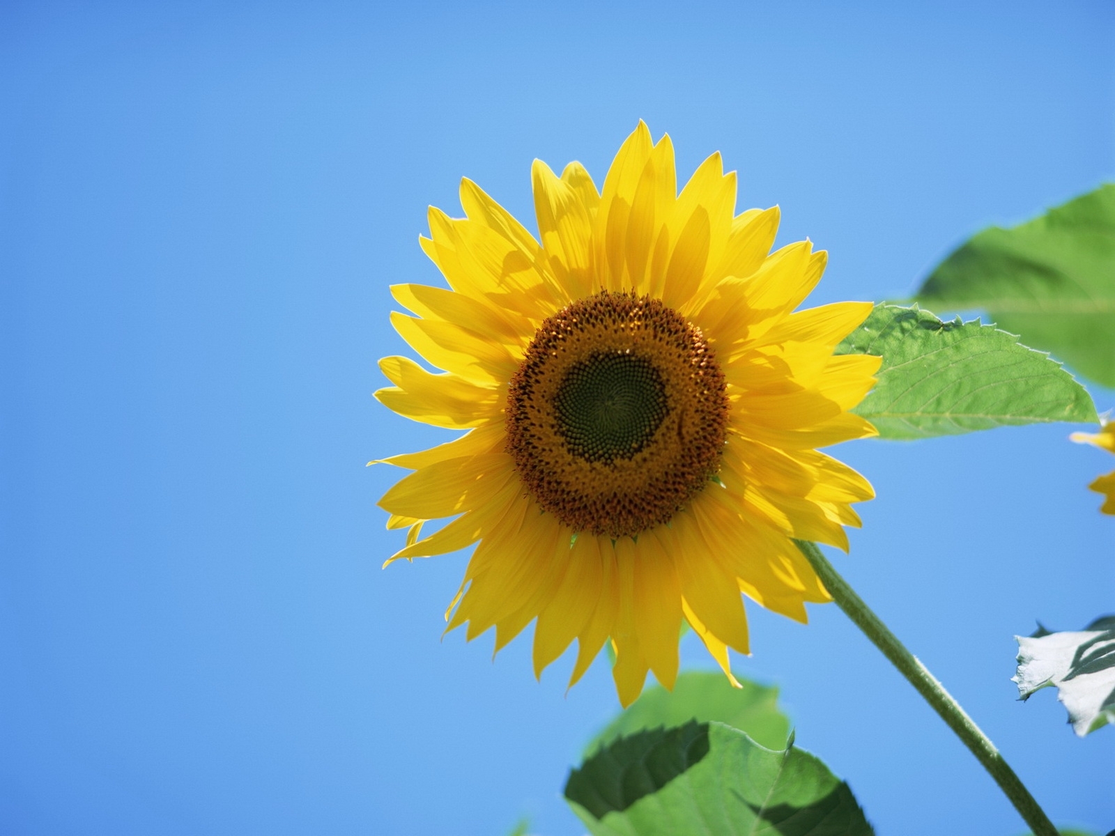 1538 Bild herunterladen pflanzen, sonnenblumen - Hintergrundbilder und Bildschirmschoner kostenlos