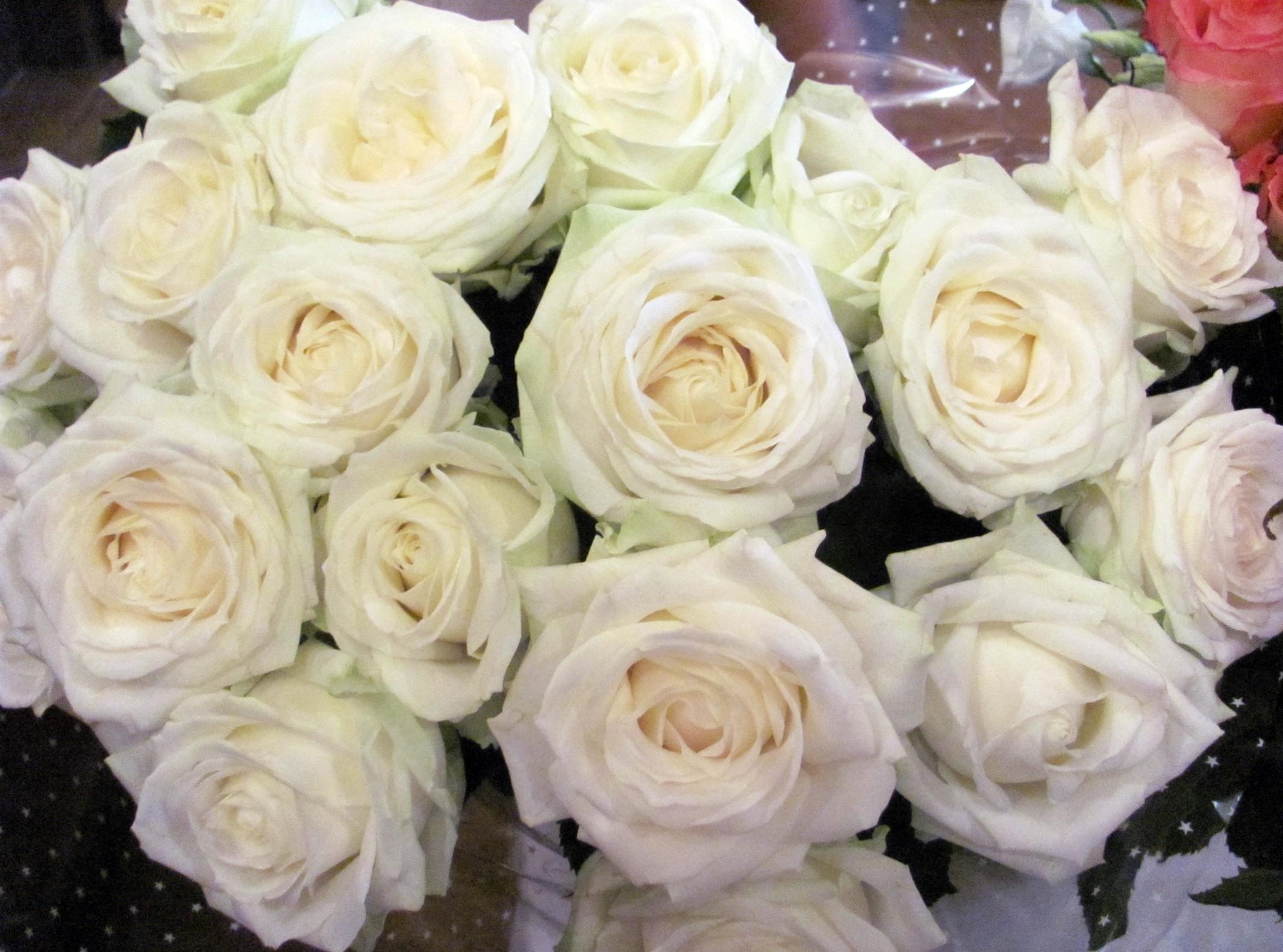 Handy-Wallpaper Blumen, Roses, Strauß, Bouquet, Schneewittchen, Verpackung kostenlos herunterladen.