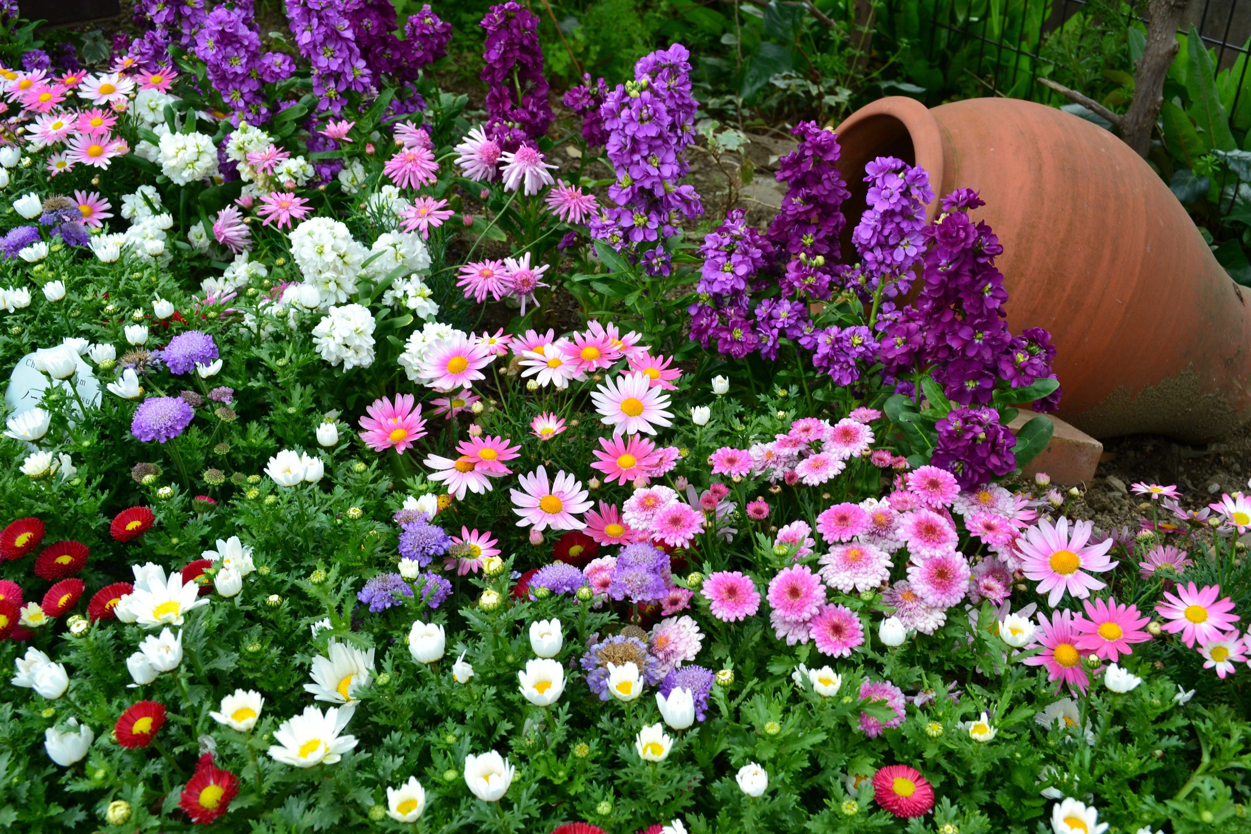 flowers, greens, flower bed, flowerbed, vase, garden, lot, different Full HD
