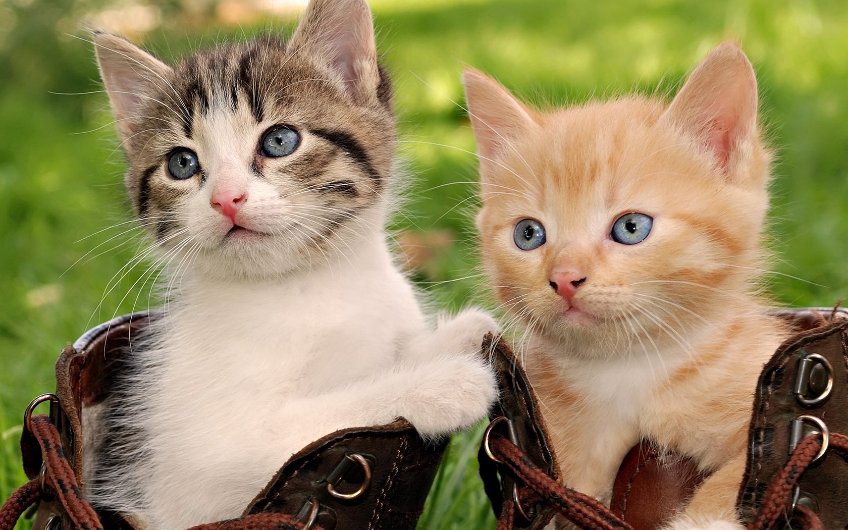 kittens, animals, sit, couple, pair, playful, boots, shoes Phone Background
