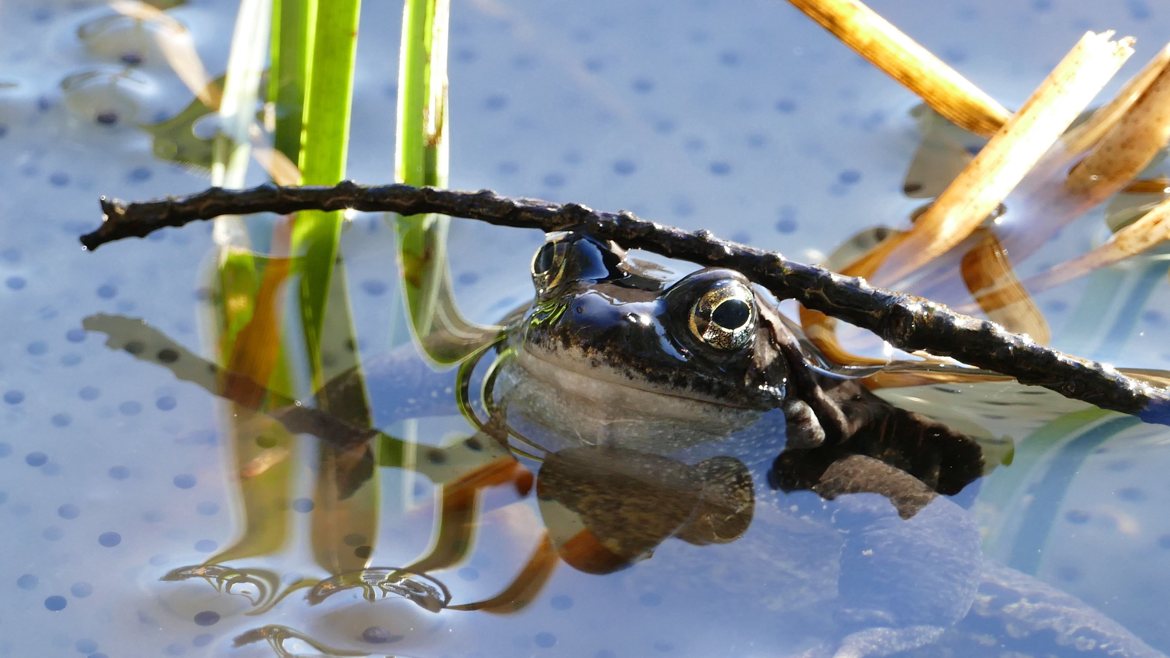 Laden Sie das Tiere, Teich, Frosch, Amphibie, Amphibien-Bild kostenlos auf Ihren PC-Desktop herunter