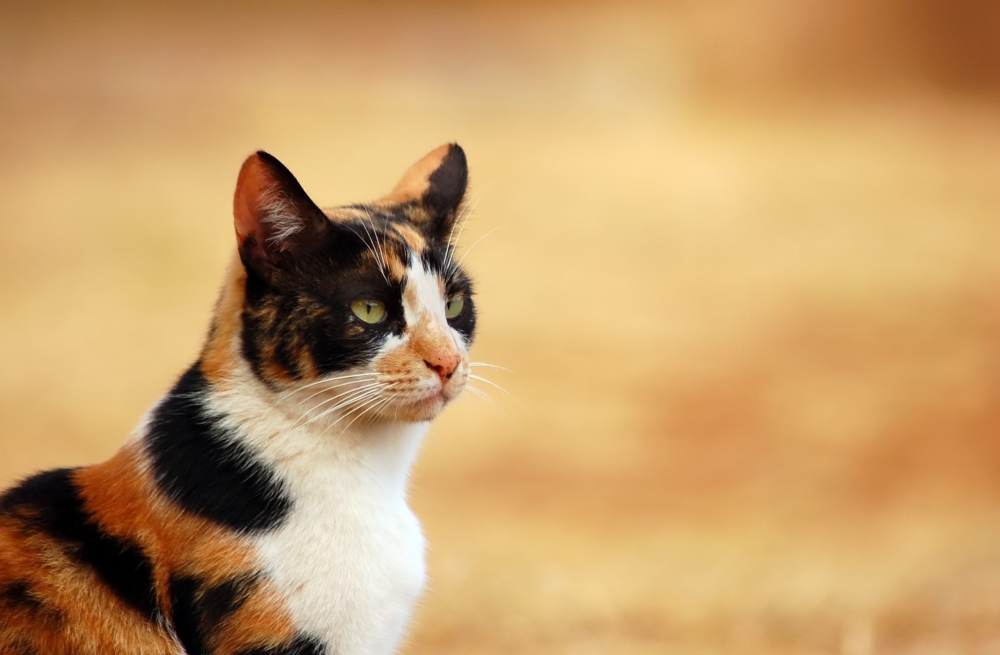 Laden Sie das Tiere, Der Kater, Katze, Gefleckt, Fleckig, Sicht, Meinung-Bild kostenlos auf Ihren PC-Desktop herunter