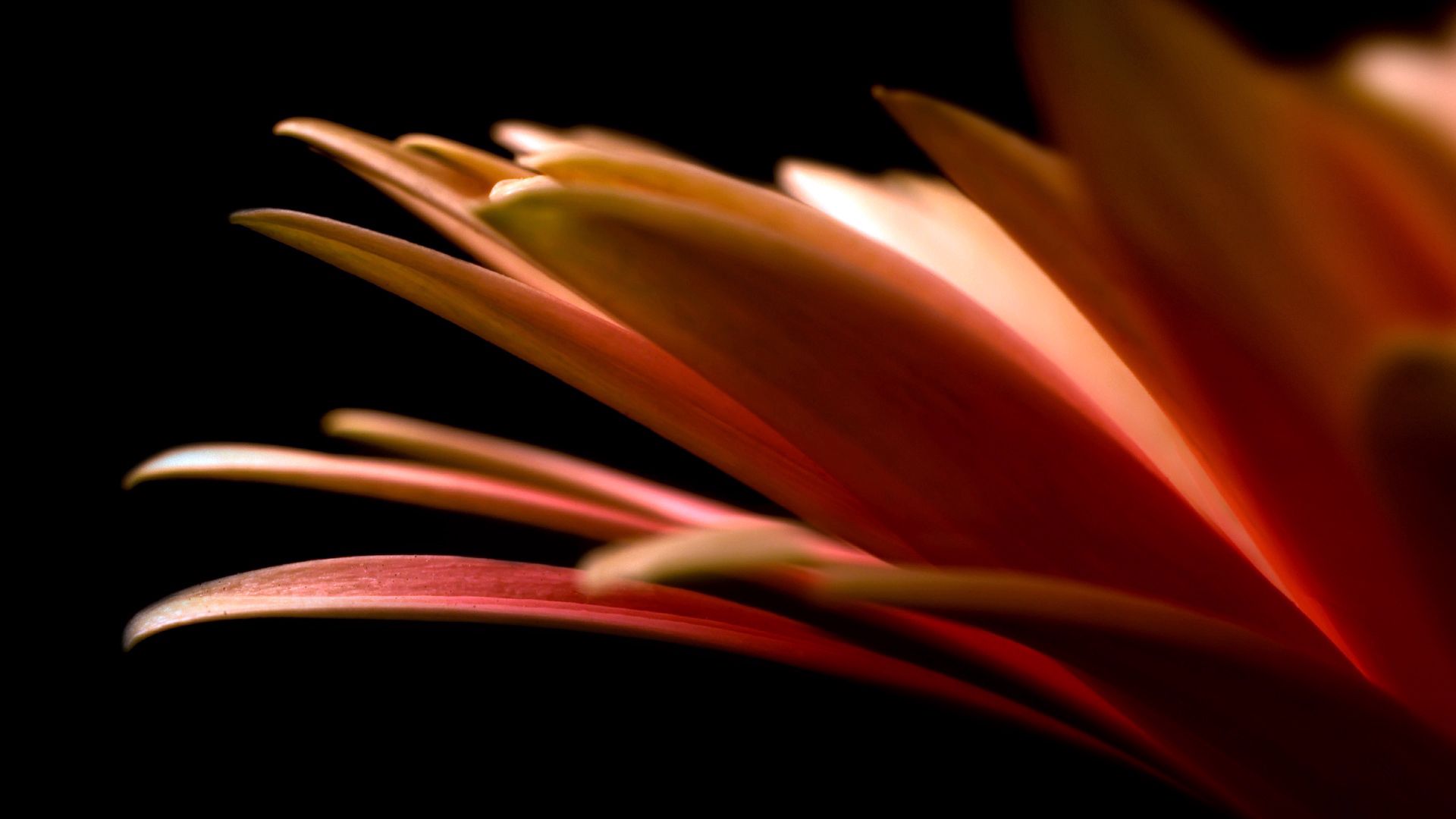 flower, macro, petals, dark background 32K
