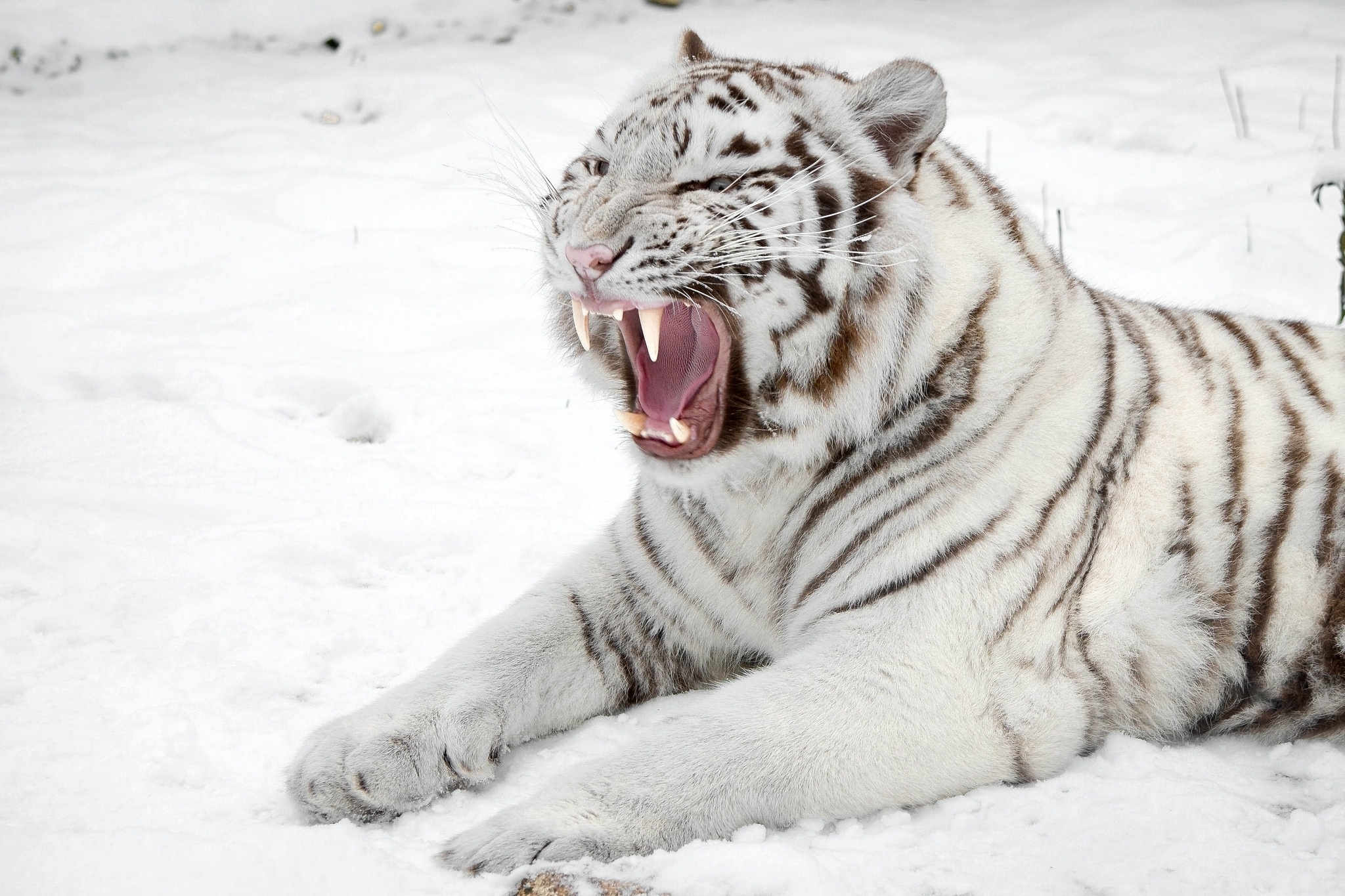 Handy-Wallpaper Tiere, Schnee, Katze, Fallen, Raubtier, Predator, Tiger, Mund, Weißer Tiger kostenlos herunterladen.