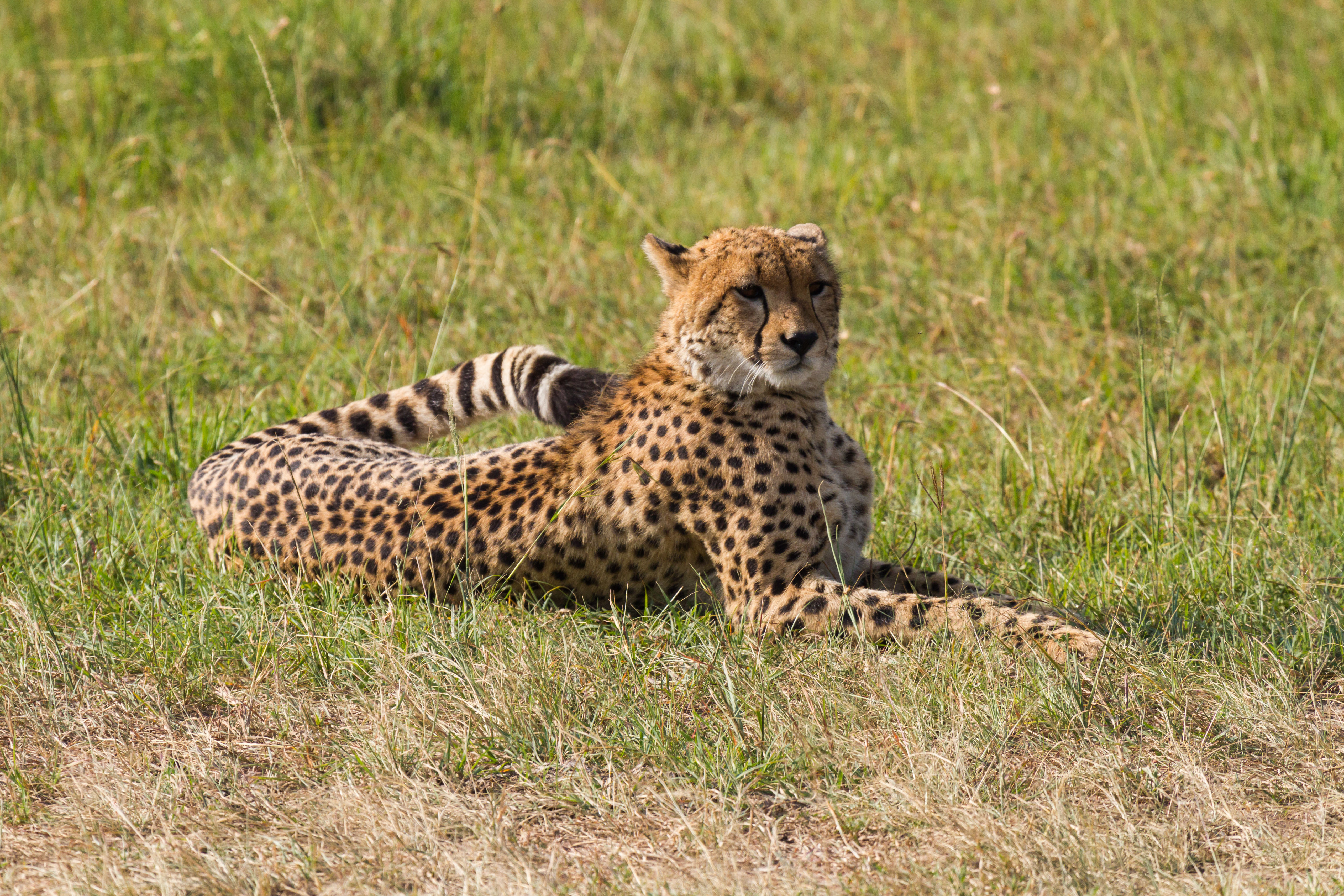 80037 скачать обои леопард, животные, трава, хищник, большая кошка - заставки и картинки бесплатно
