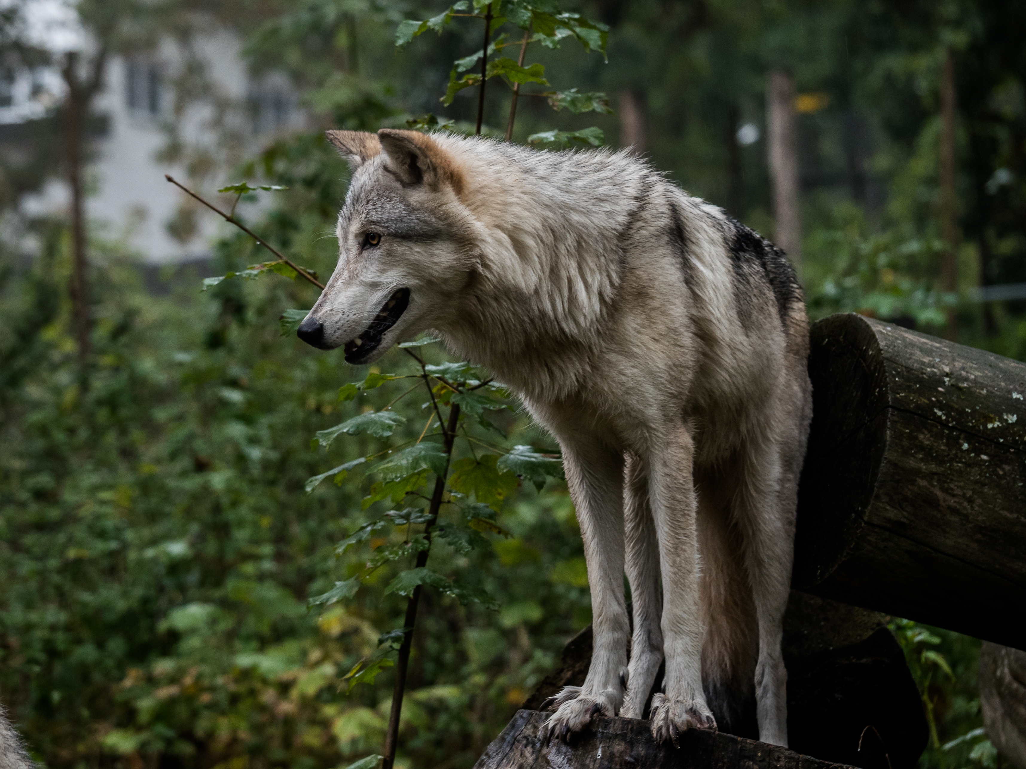 wolf, animals, predator, grey, ears QHD