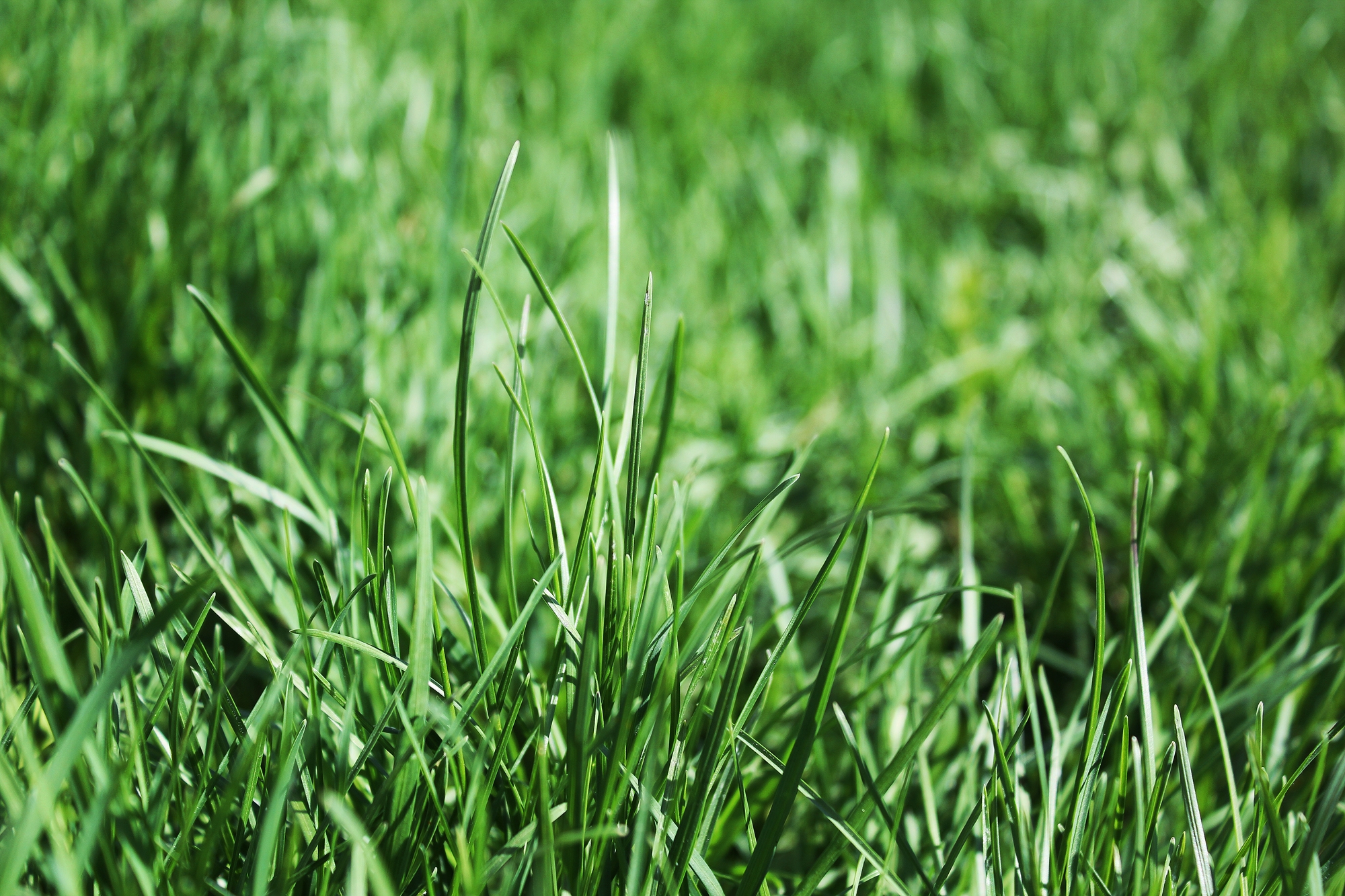 141505 download wallpaper grass, macro, flora screensavers and pictures for free