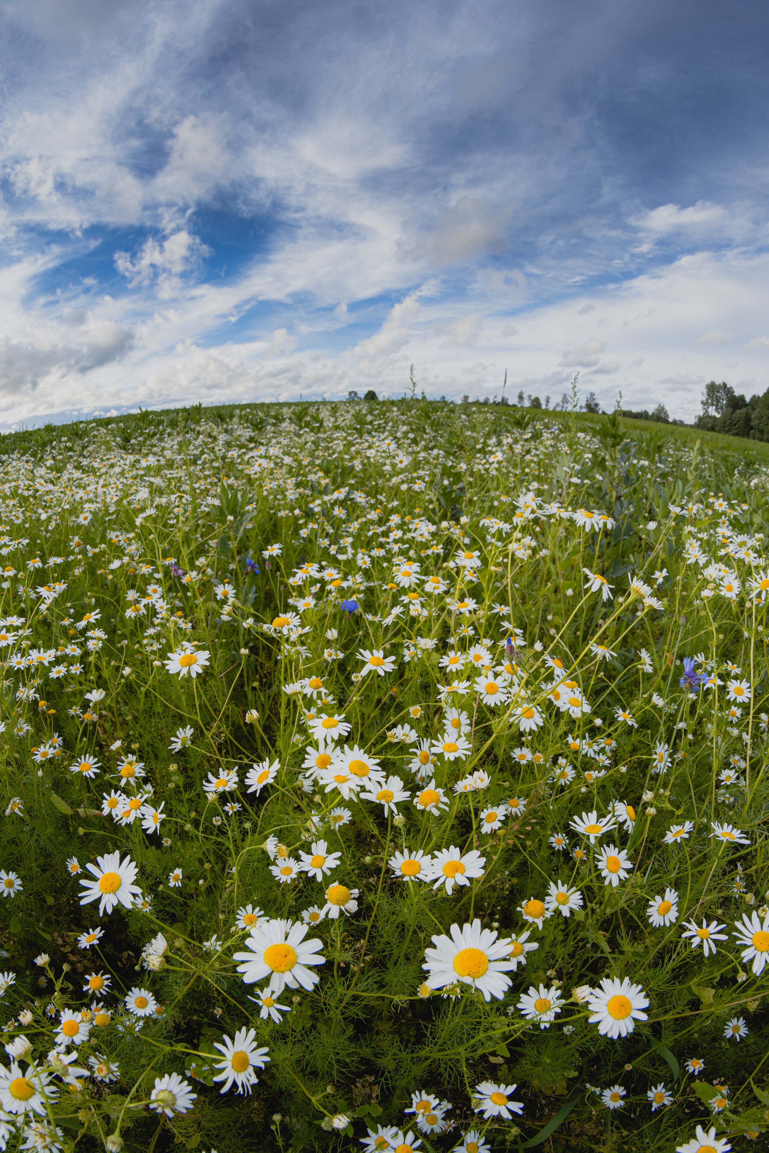 meadow flowers, flowers, camomile, field, fish eye, effect 2160p