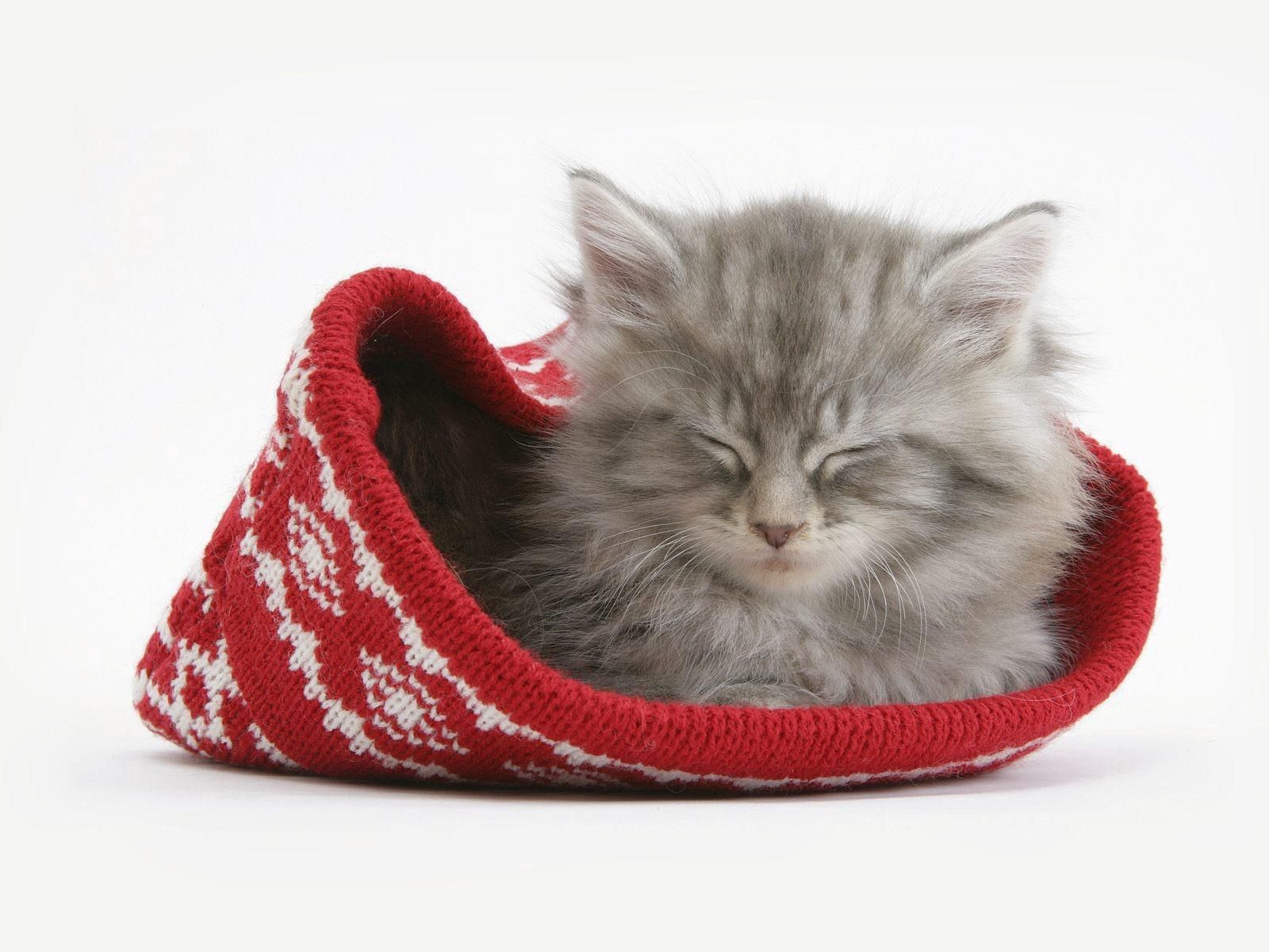 fluffy, cap, kitten, animals download for free