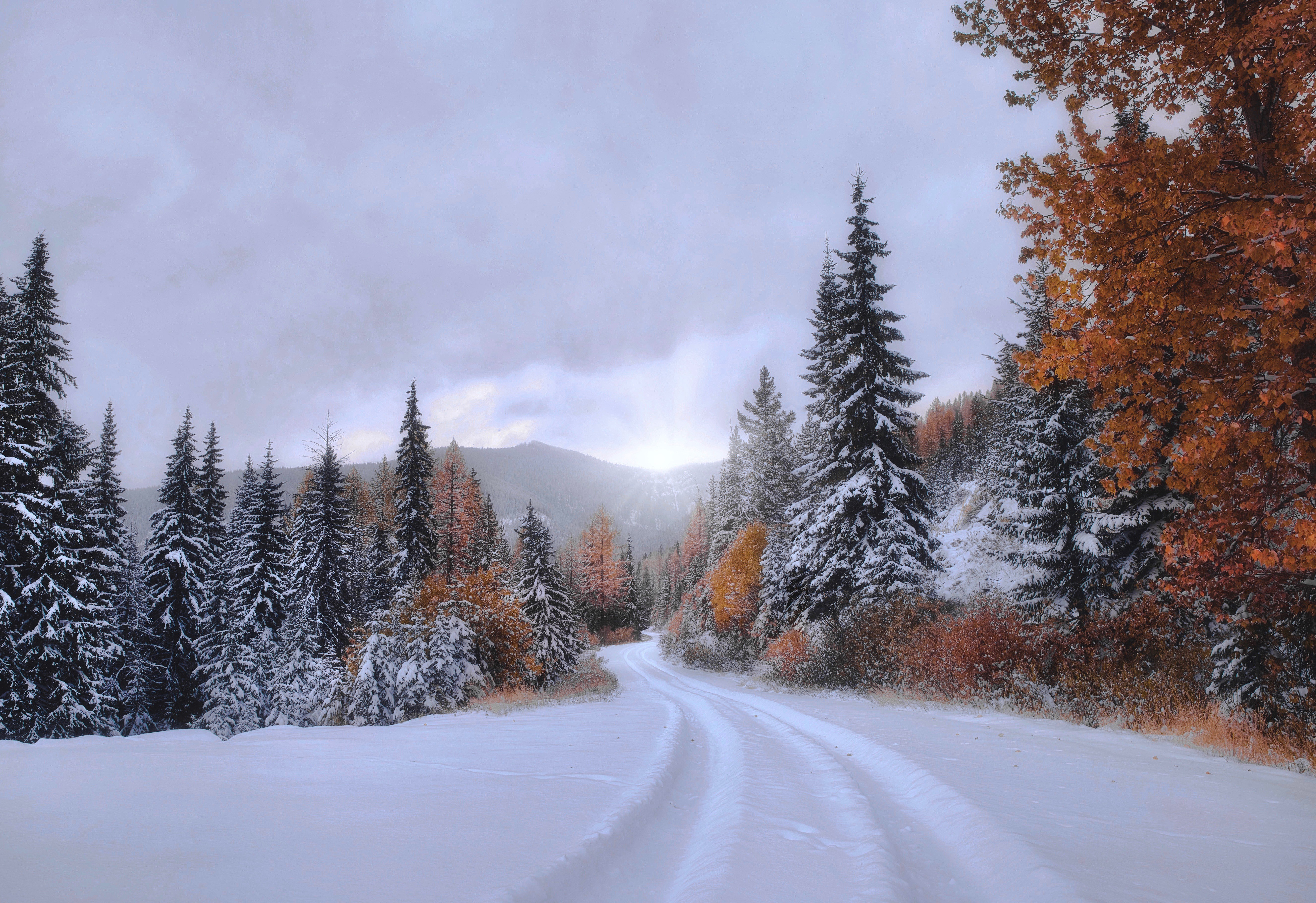 earth, fall, forest, montana, path, snow, spruce 4K Ultra
