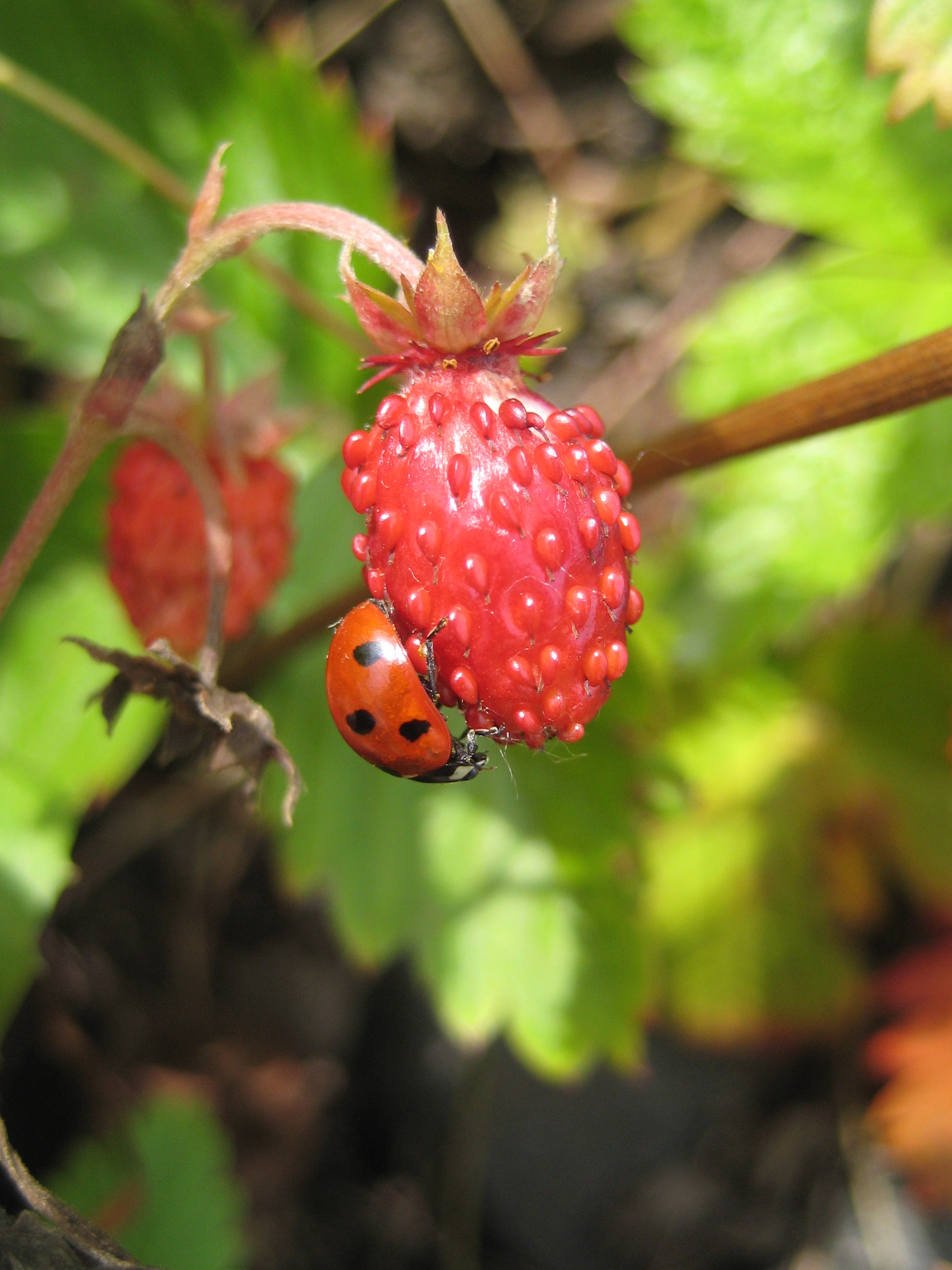 Laden Sie das Marienkäfer, Pflanzen, Erdbeere, Insekten, Berries-Bild kostenlos auf Ihren PC-Desktop herunter