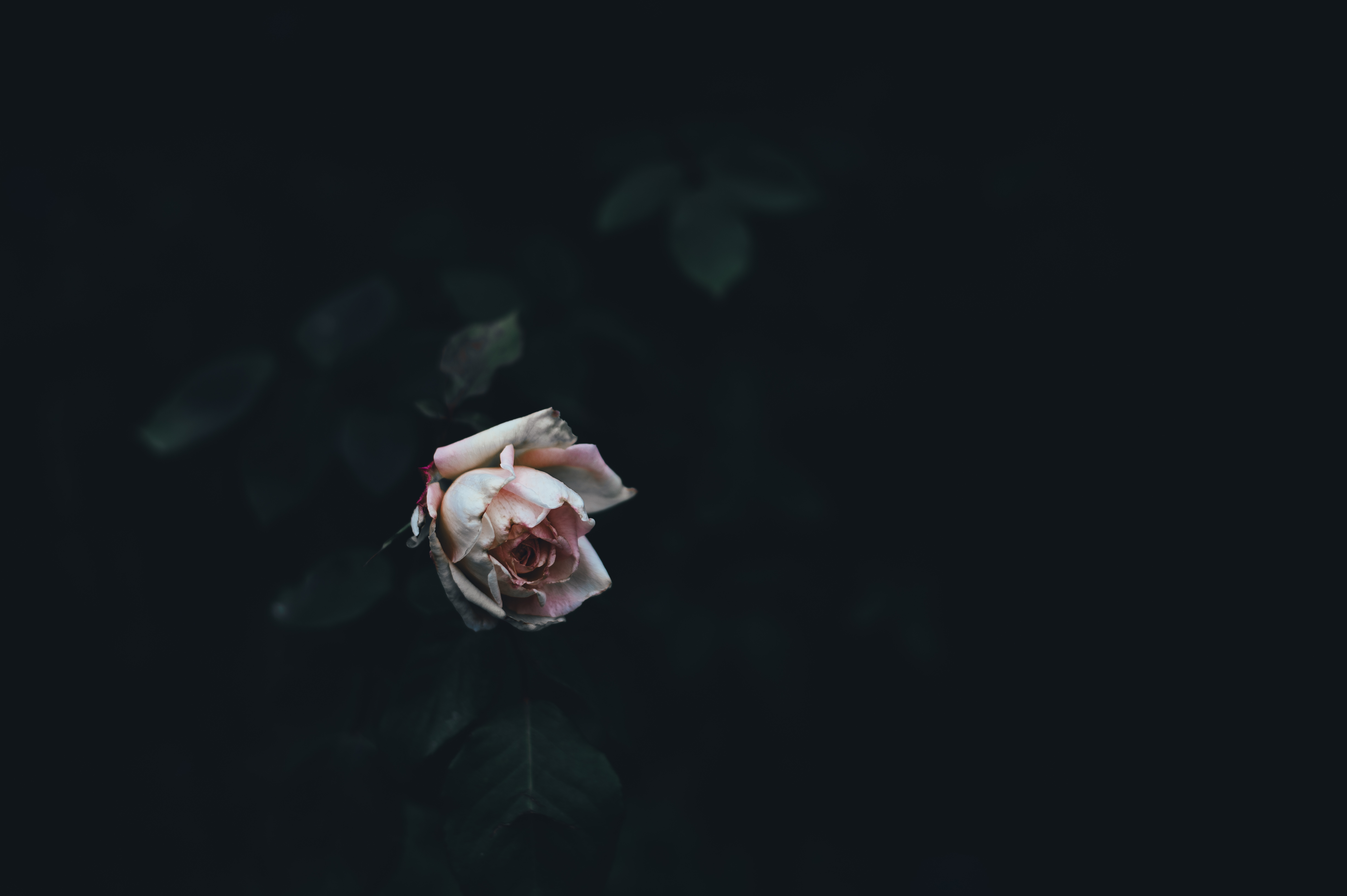 Phone Background Full HD rose, bush, flowers, petals