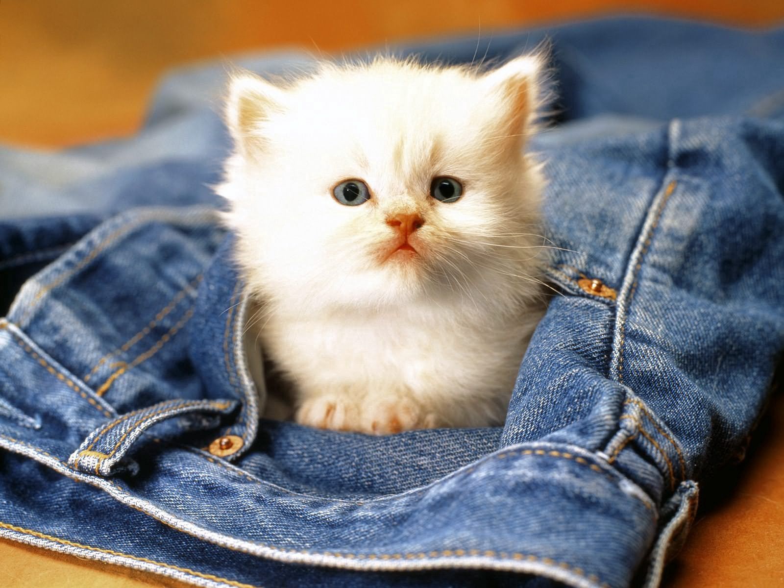 Laden Sie das Tiere, Kätzchen, Schnauze, Jeans-Bild kostenlos auf Ihren PC-Desktop herunter