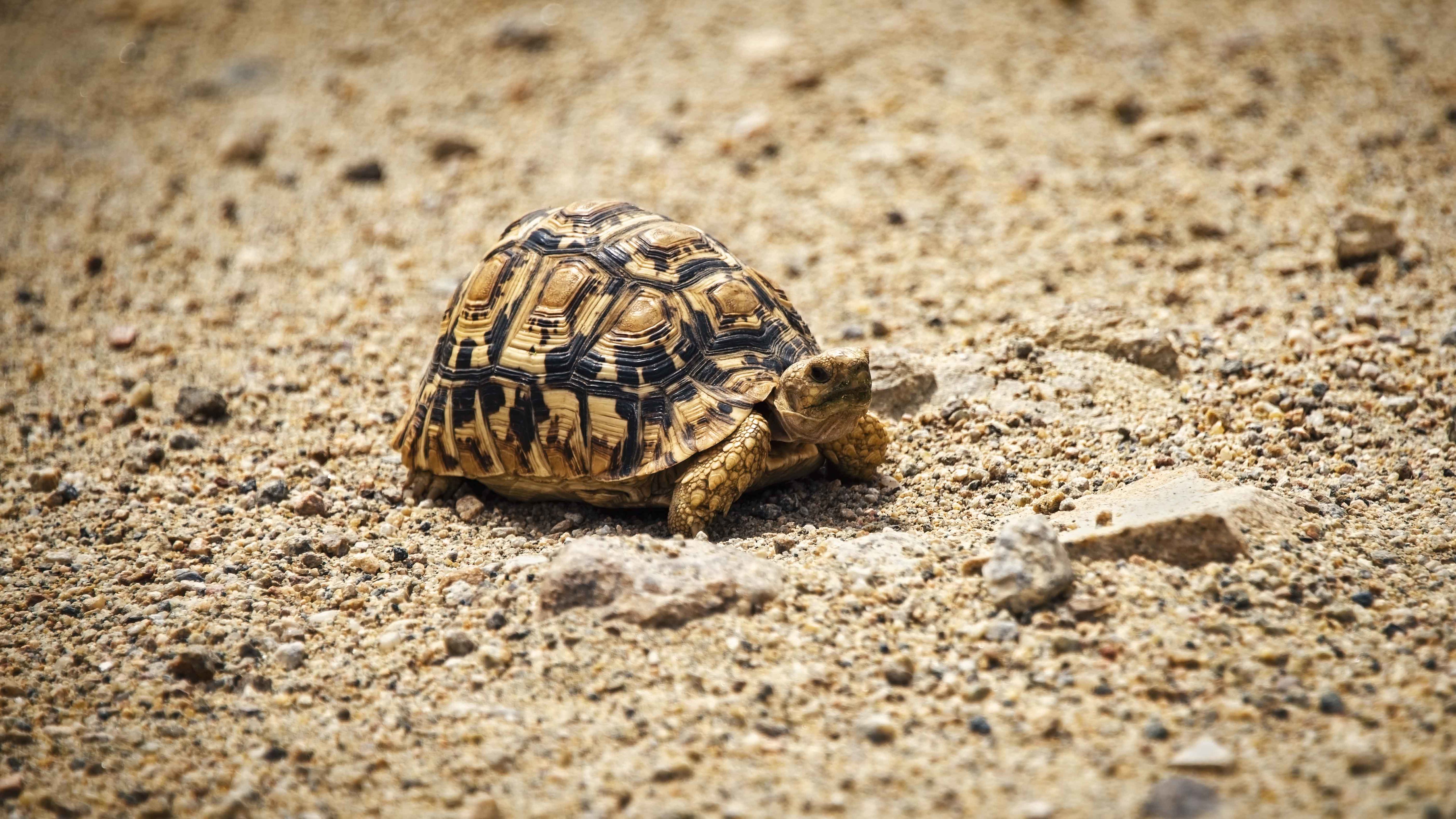 iPhone Wallpapers shell, sand, animals, animal Turtle