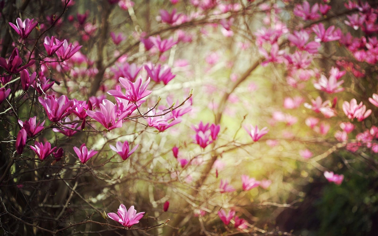 Hintergrundbild f r Handys Blumen B ume Pflanzen 25404 