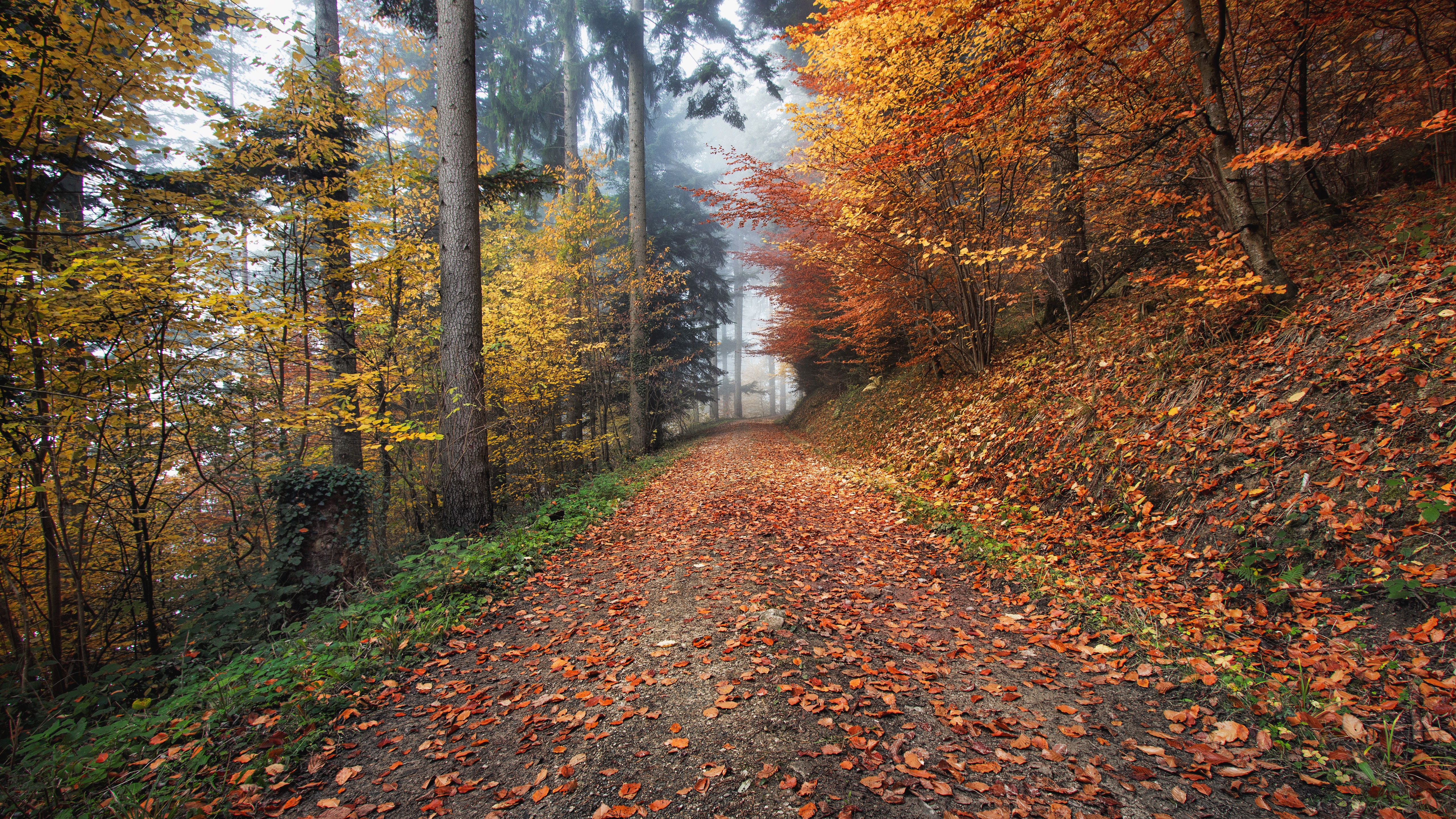 autumn, path, foliage Wallpaper Full HD
