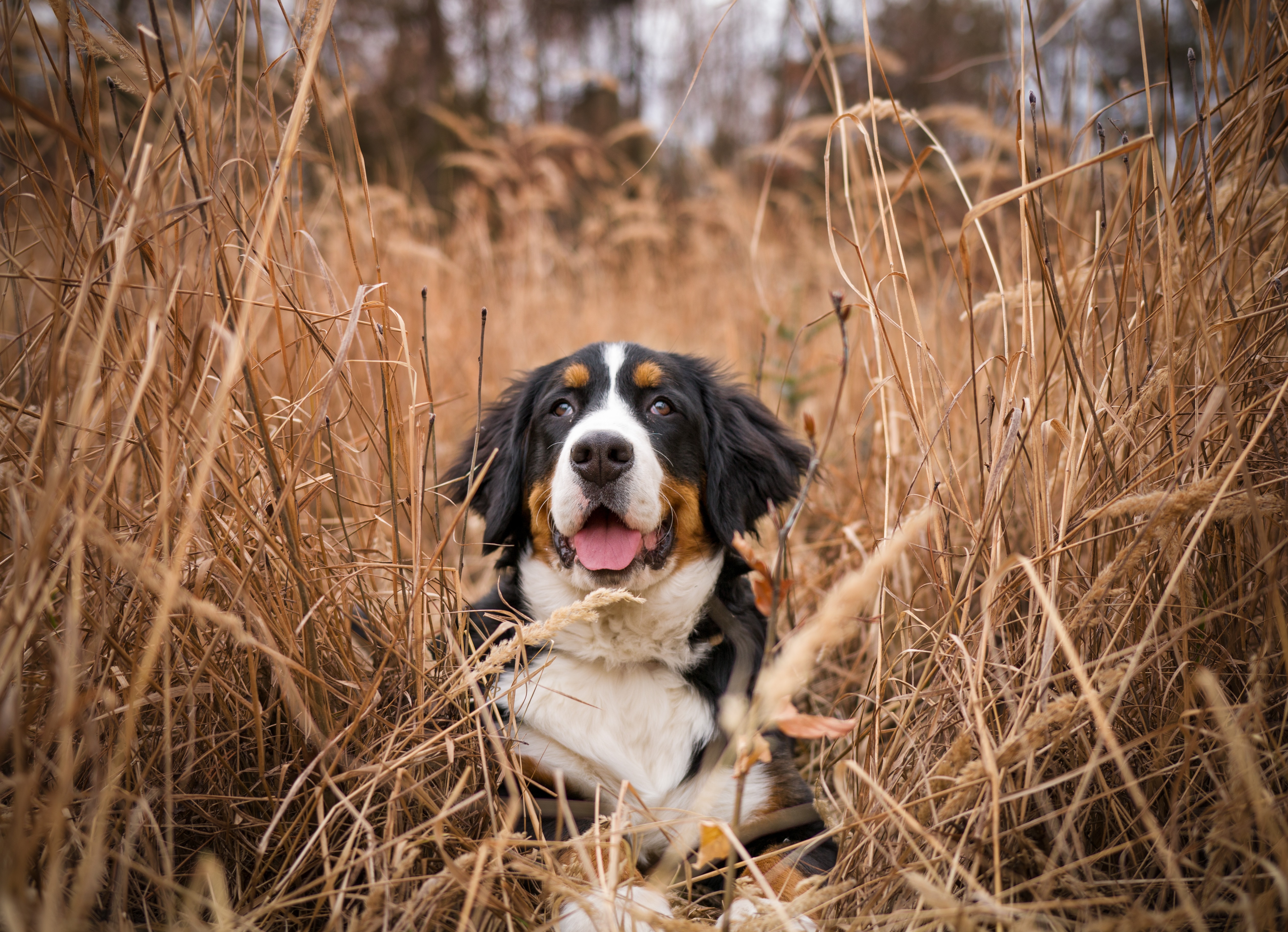 Kostenlose Berner Zennenhund HD-Bilder herunterladen