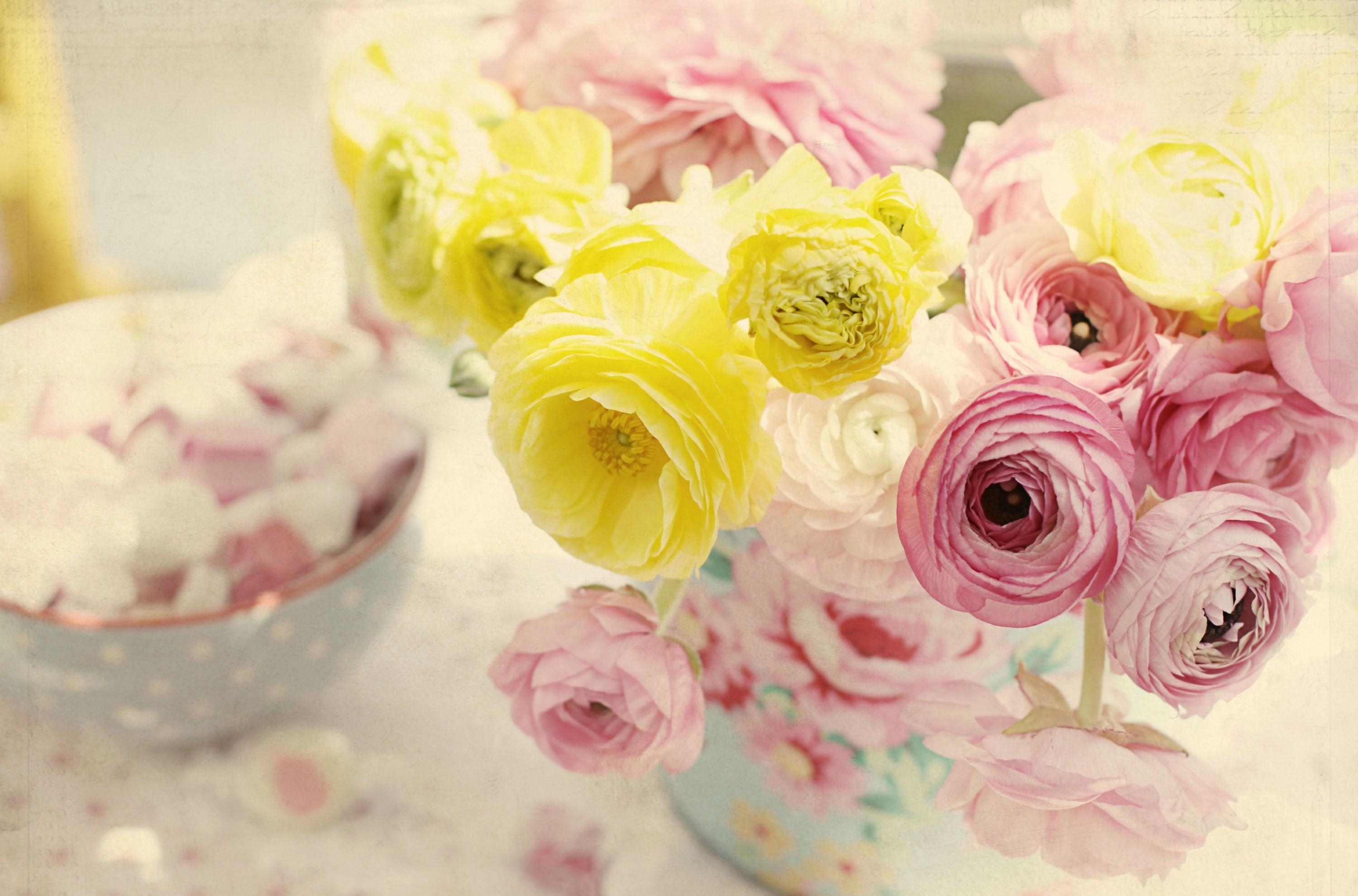 Download free Ranunculus HD pictures