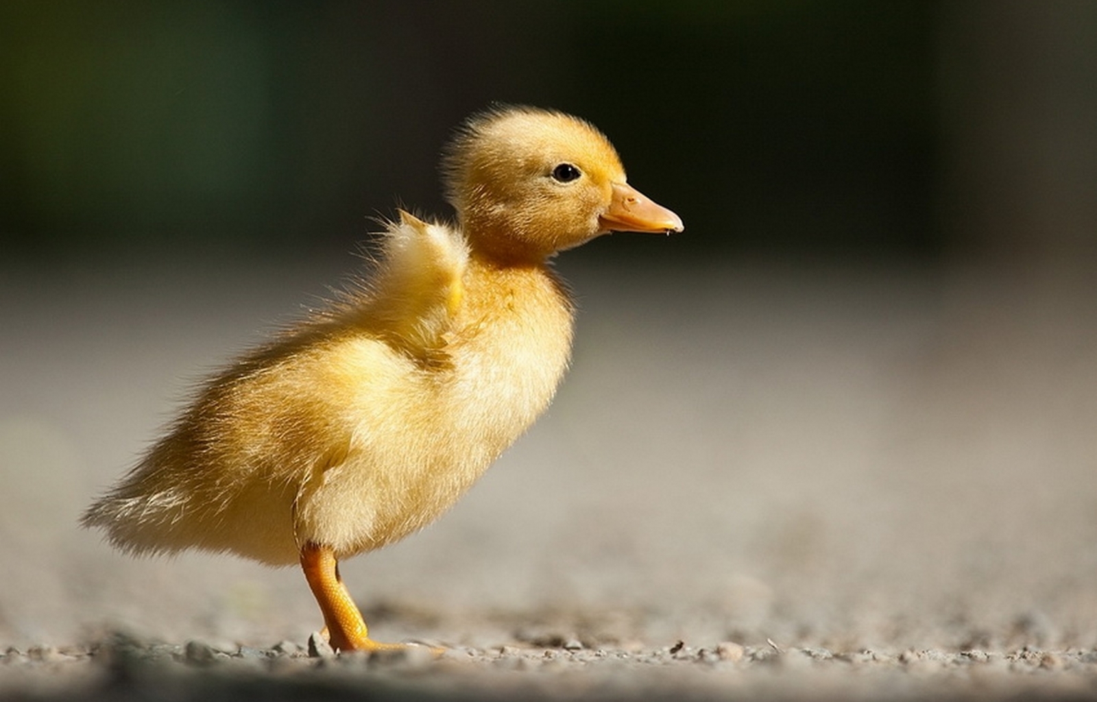 23350 Screensavers and Wallpapers Chicks for phone. Download animals, birds, chicks, yellow pictures for free