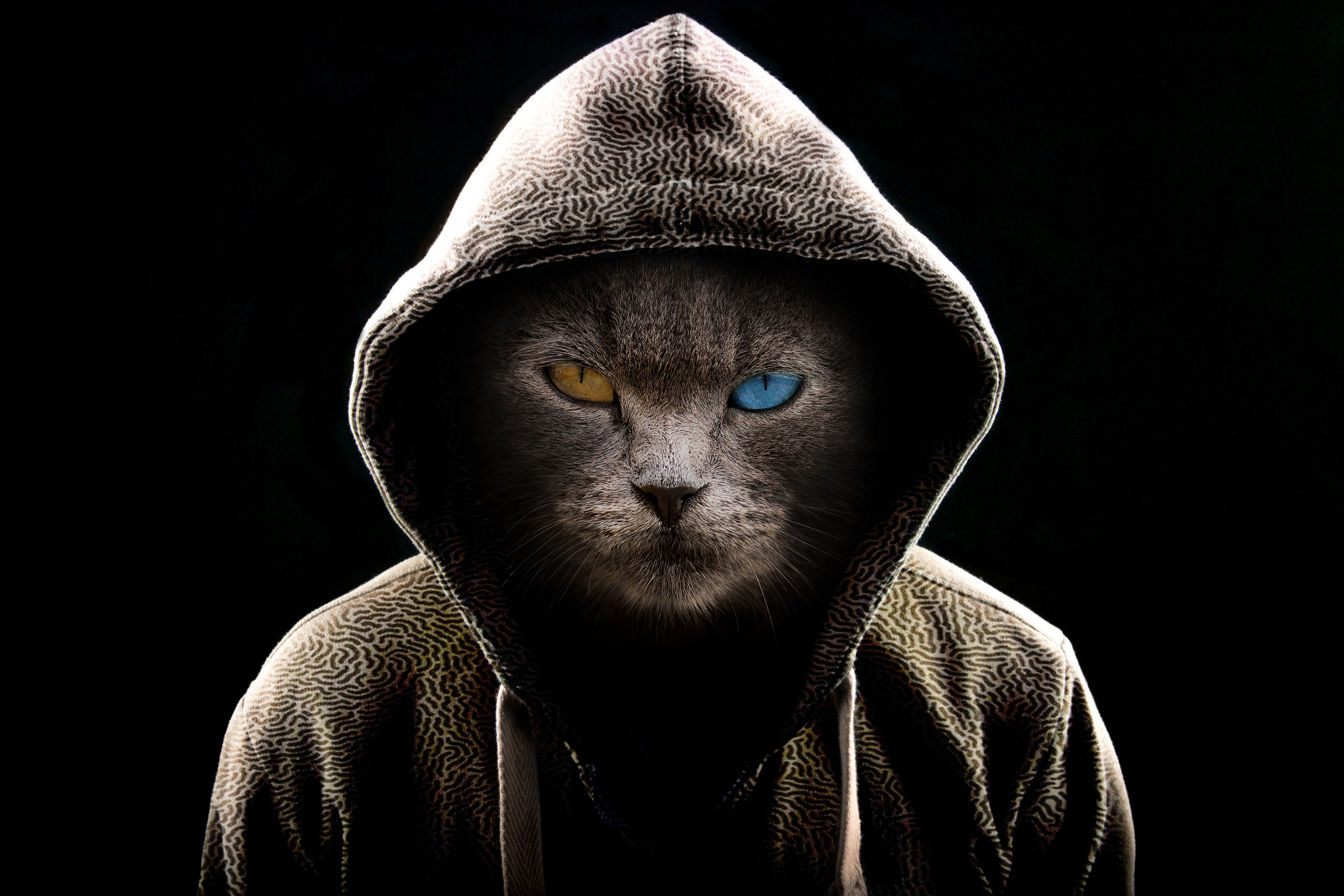 cat, hood, dark, miscellanea, miscellaneous, heterochromia, serious 4K